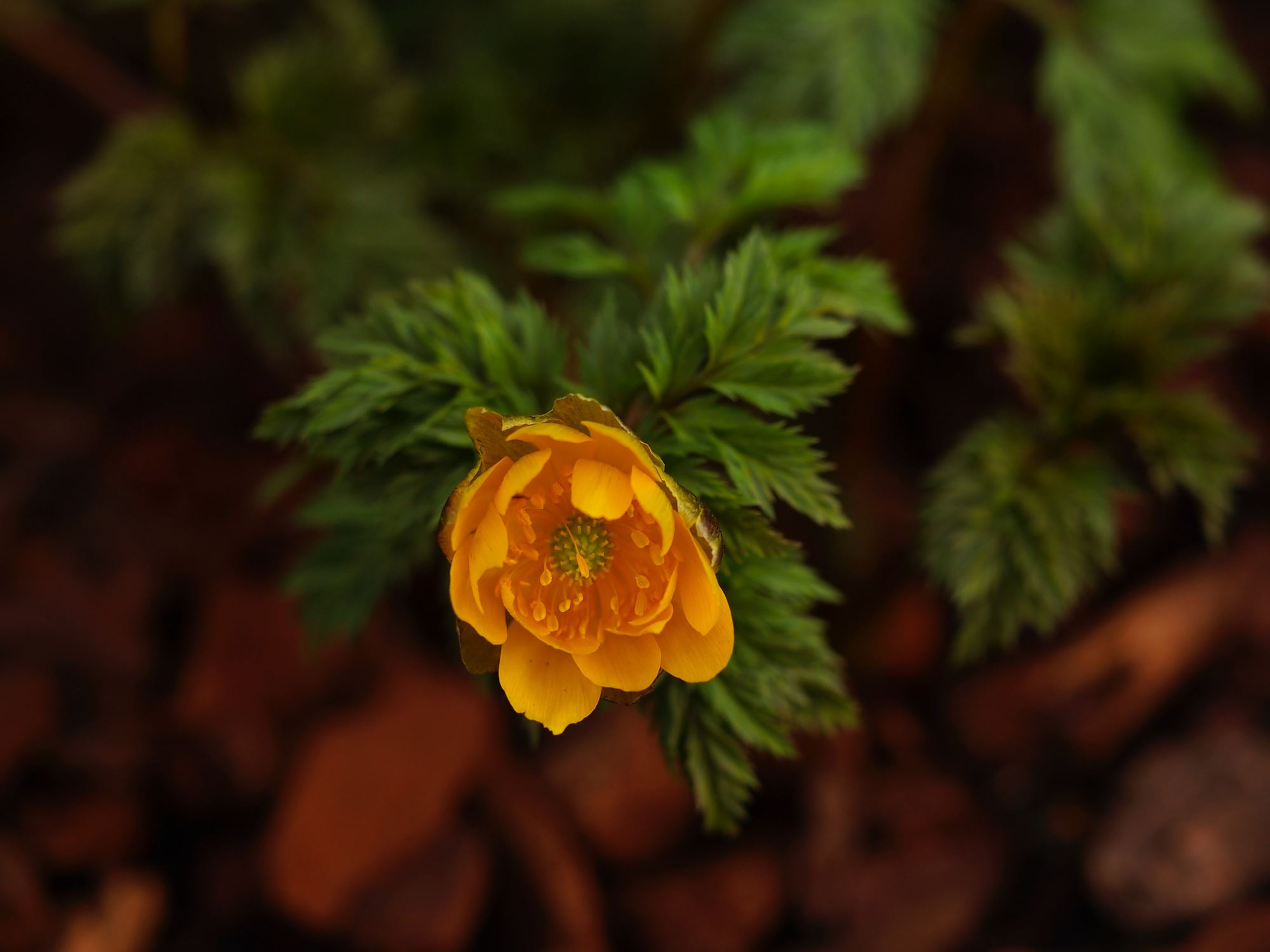 Image of Adonis amurensis