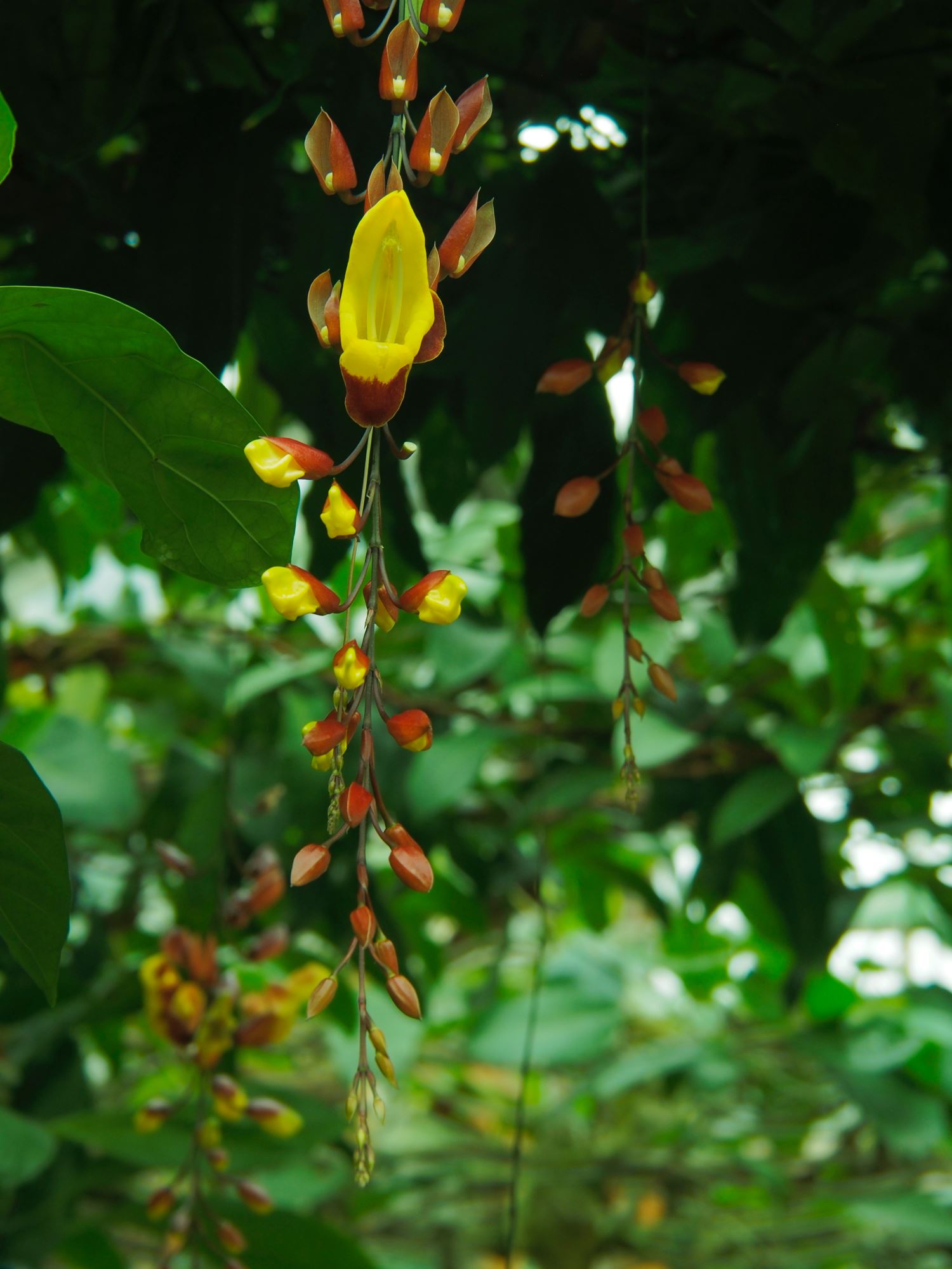 Image of Thunbergia mysorensis