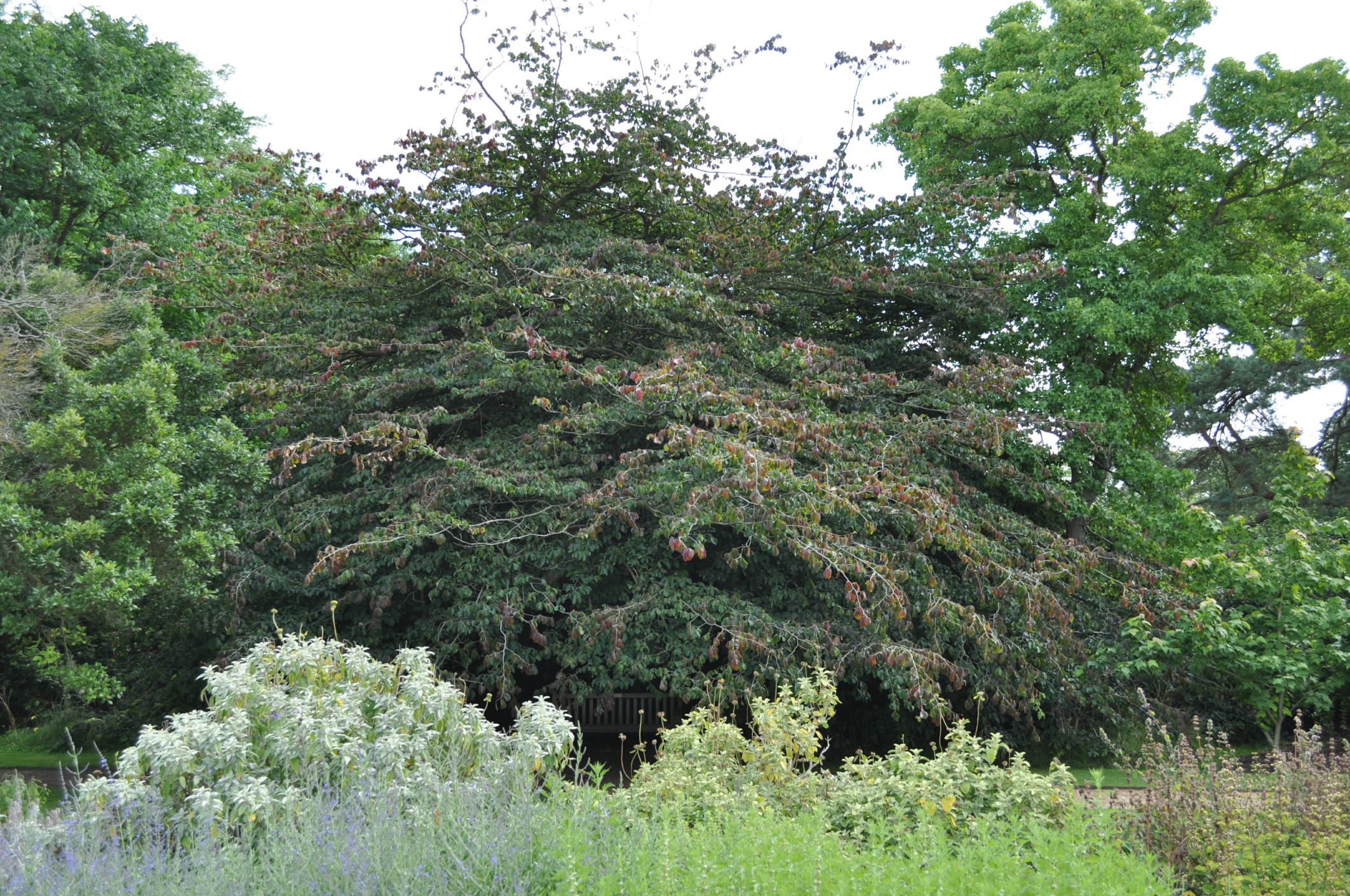 Image of Parrotia persica