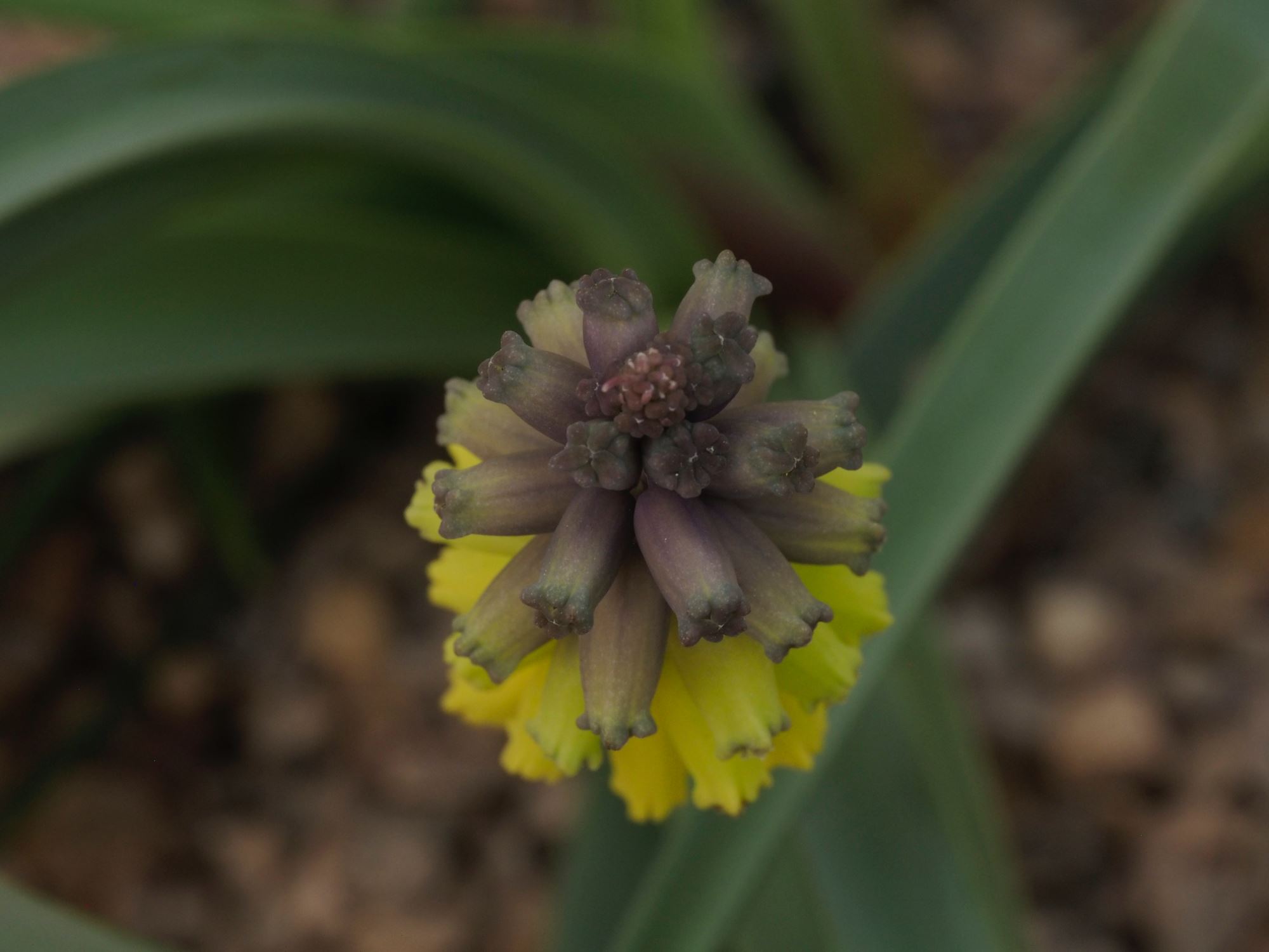 Image of Muscari macrocarpum