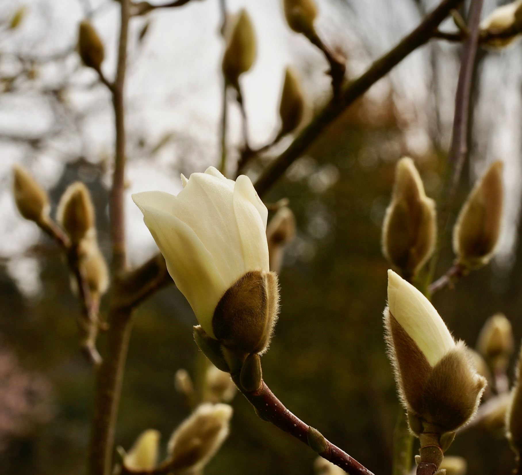 Image of Magnolia denudata