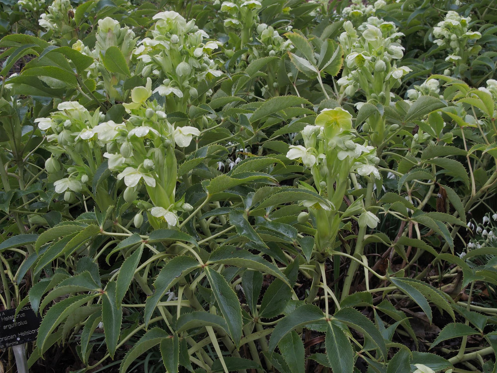 Image of Helleborus lividus subsp. corsicus