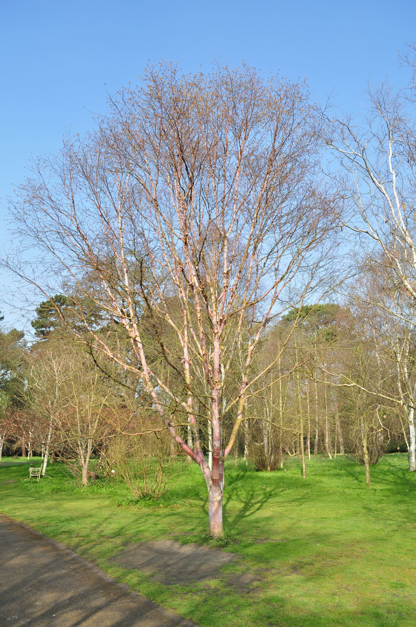 Image of Betula utilis subsp. albosinensis