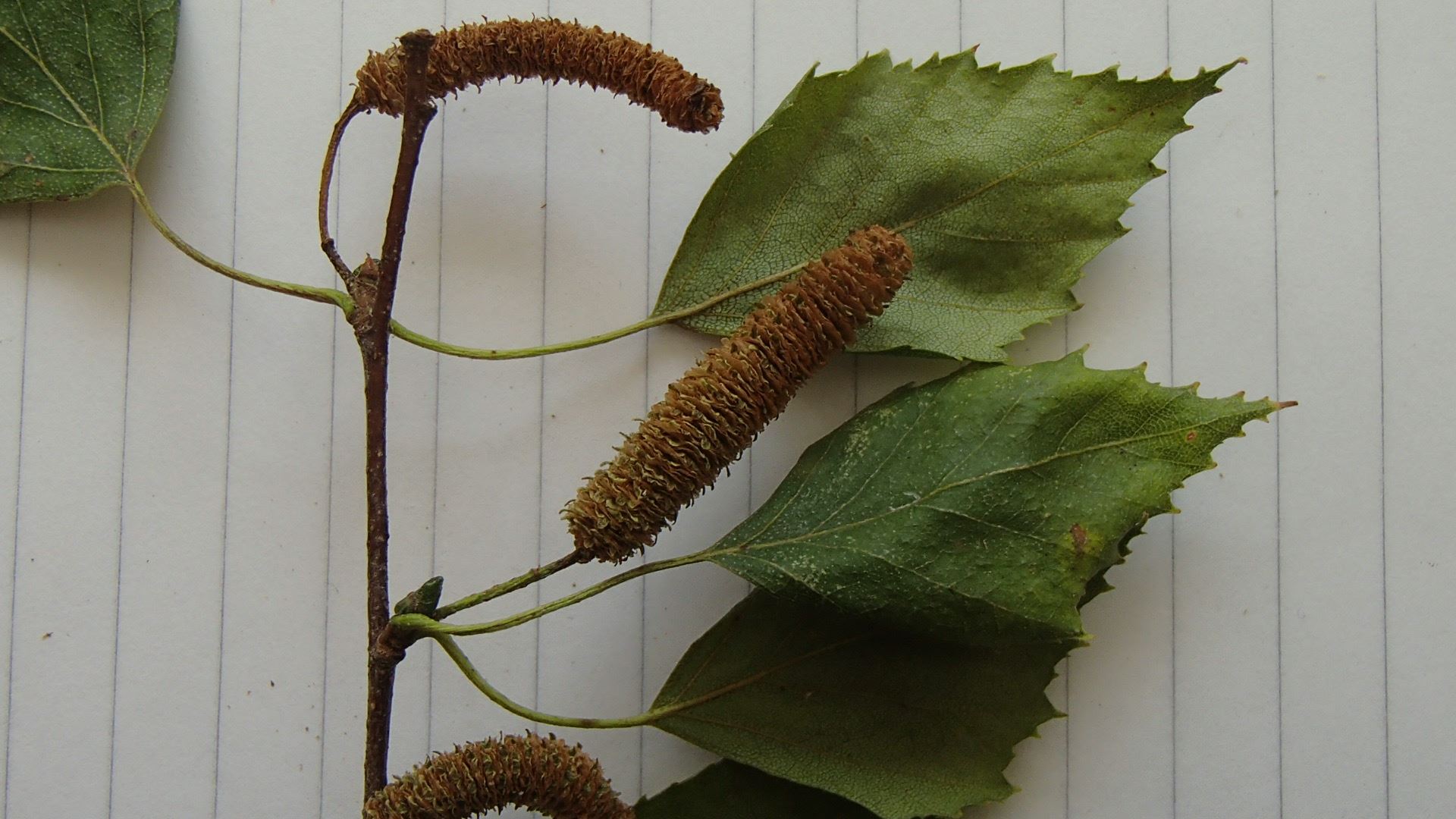 Image of Betula pendula subsp. pendula