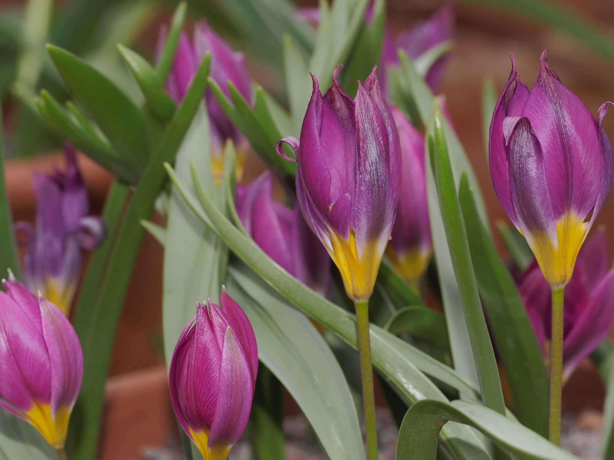 Image of Tulipa humilis Pulchella Group
