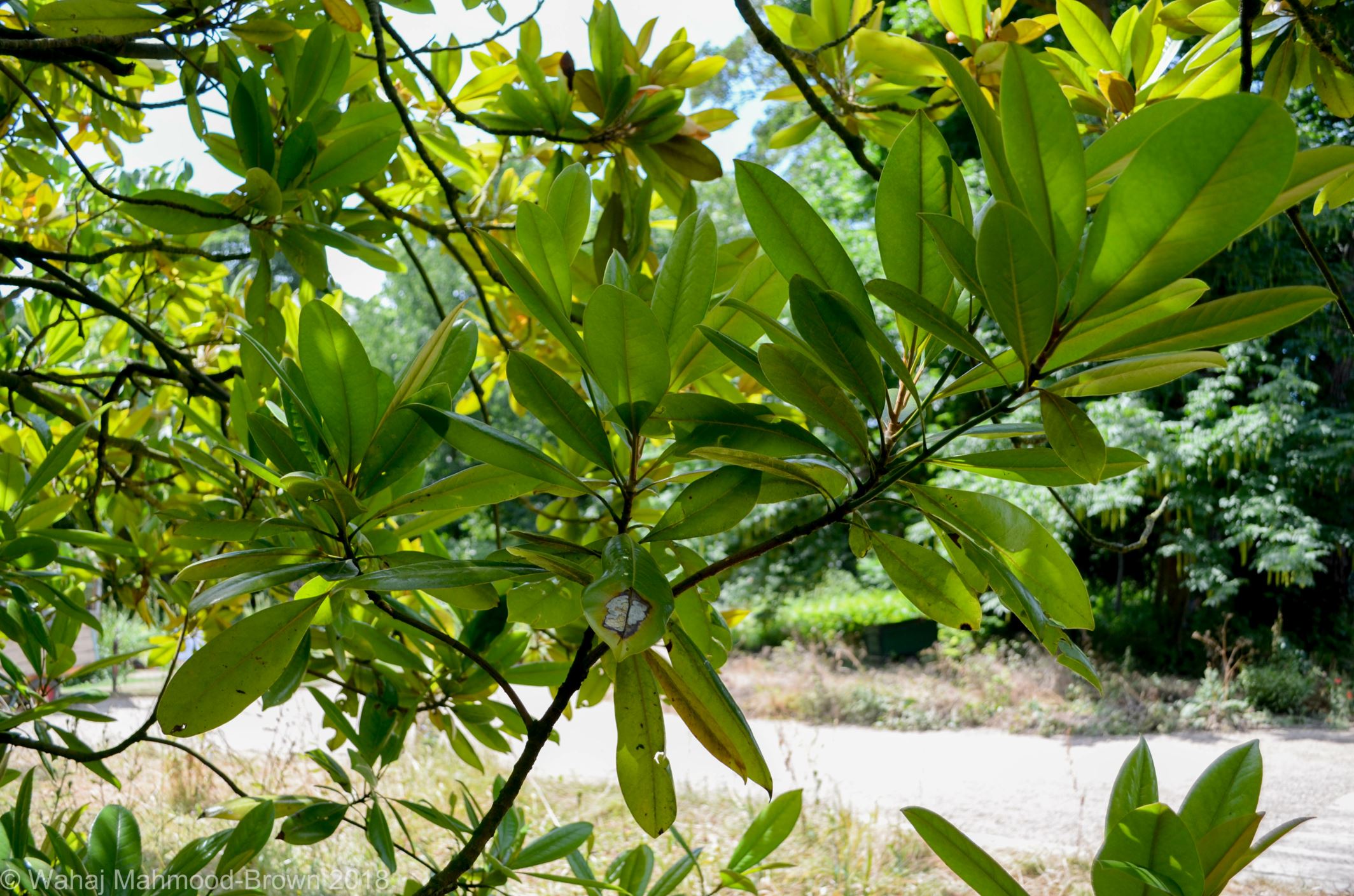 Image of Magnolia grandiflora