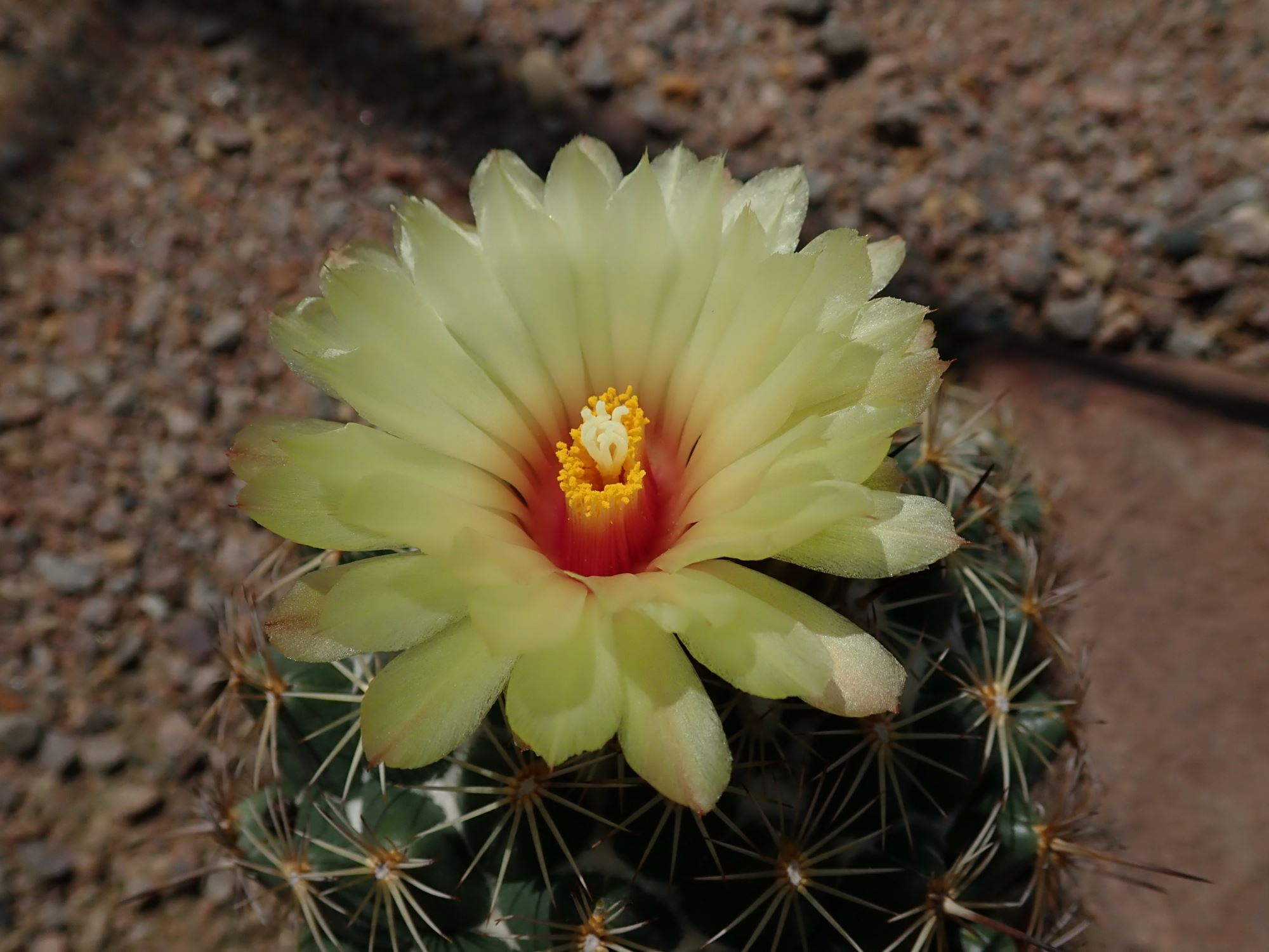 Image of Coryphantha cornifera