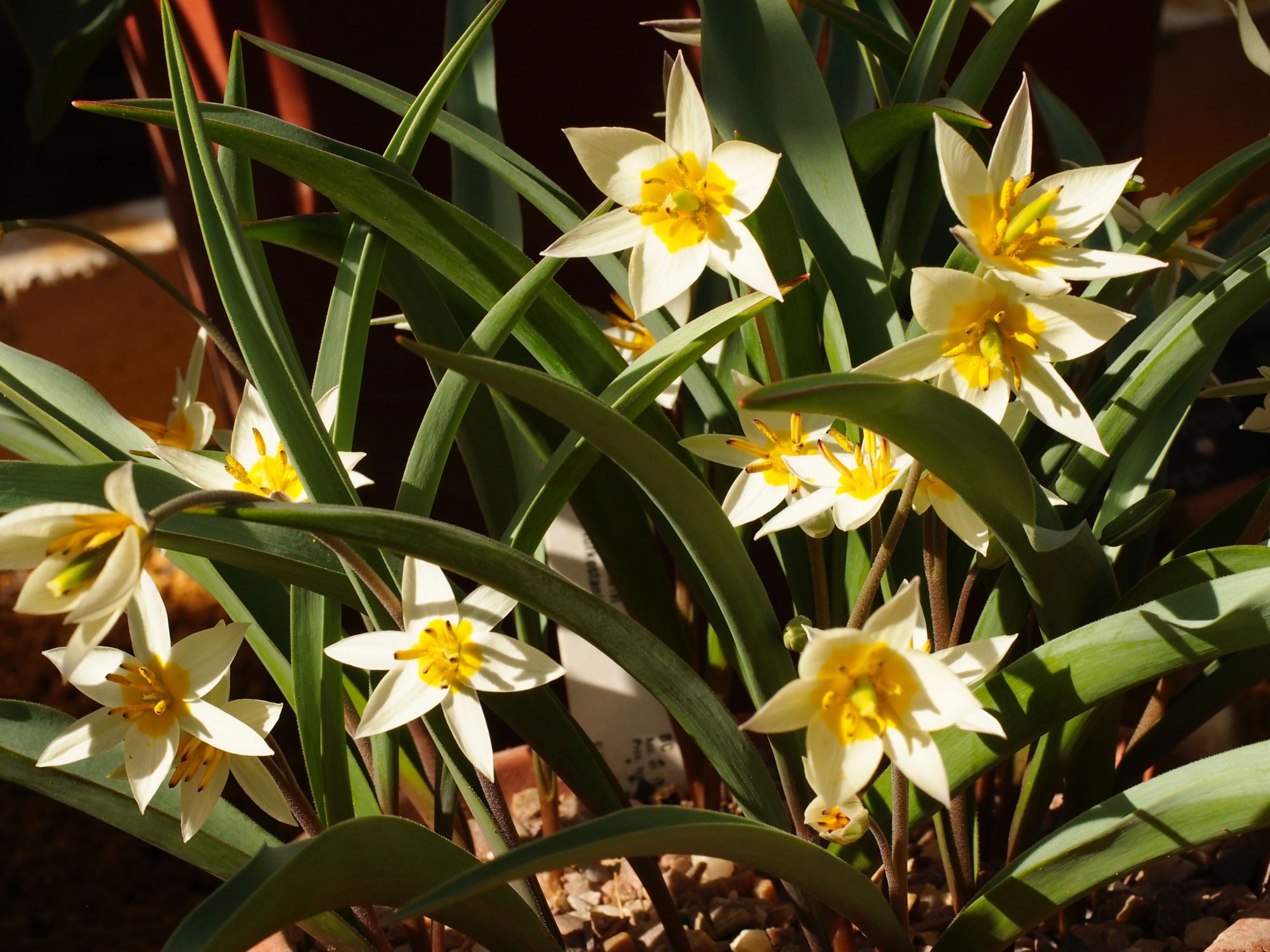 Image of Tulipa turkestanica