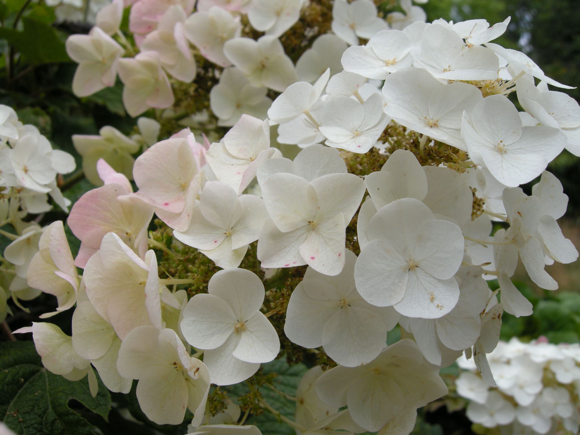 Image of Hydrangea quercifolia 'Snow Flake'