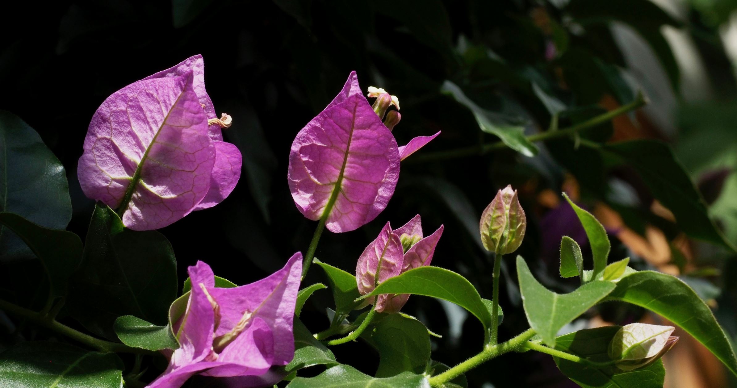 Image of Bougainvillea glabra 'Sanderiana'