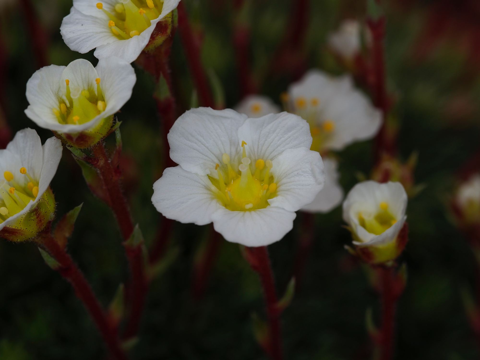 Image of Saxifraga wendelboi