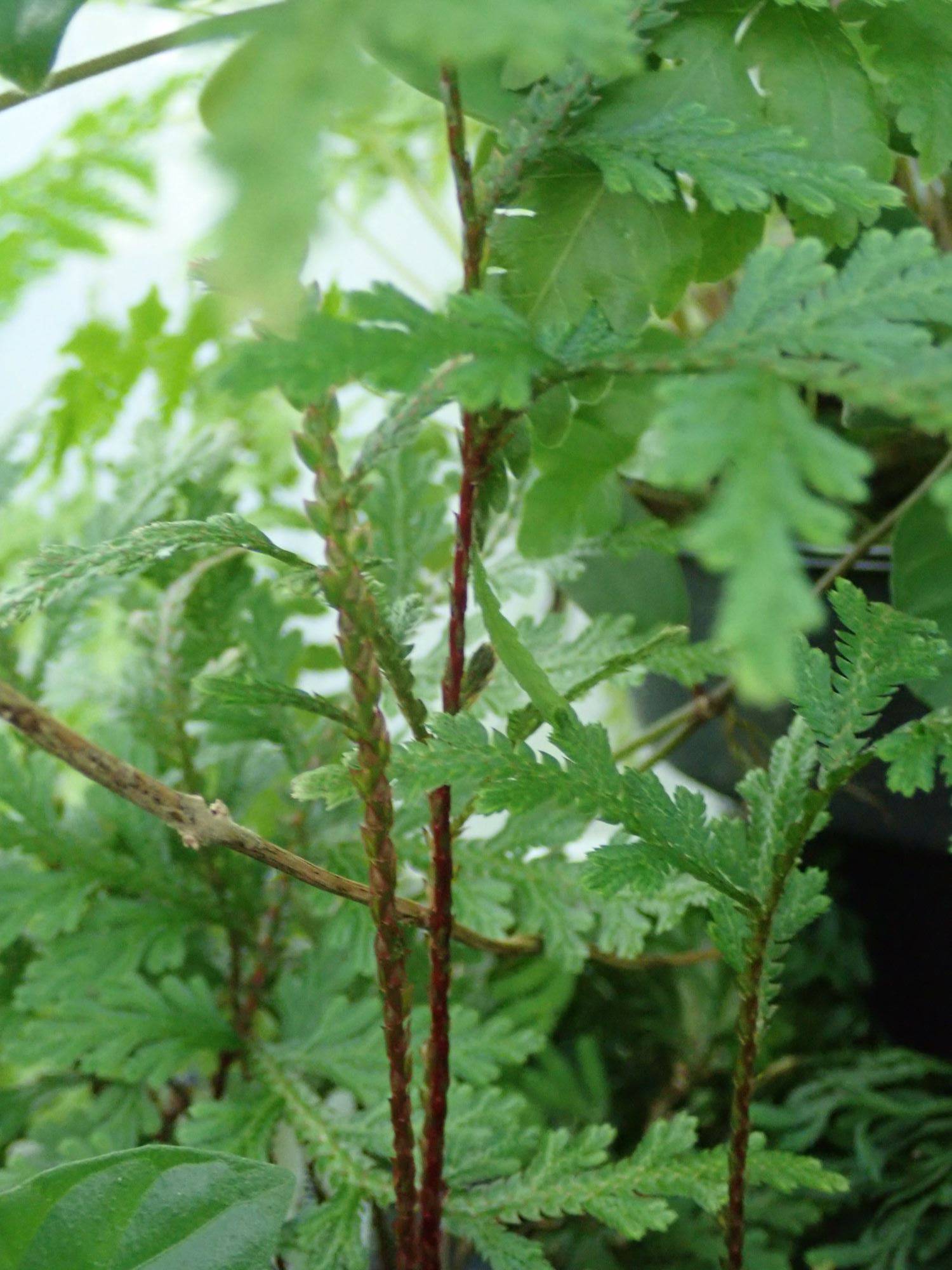 Image of Selaginella erythropus
