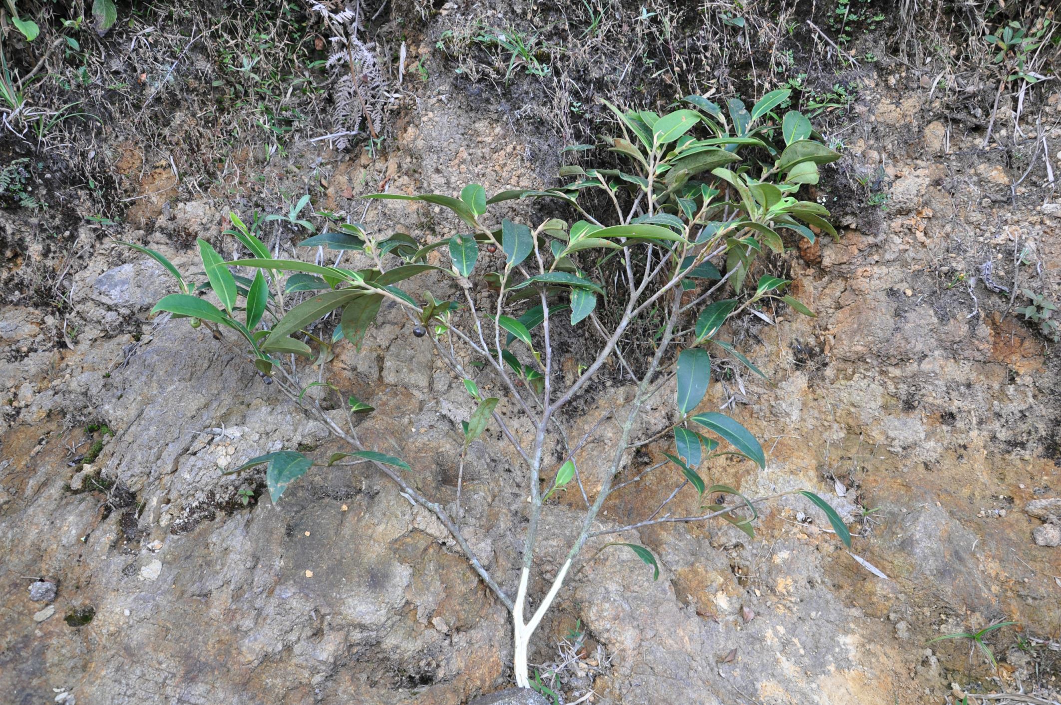 Image of Anneslea sp.