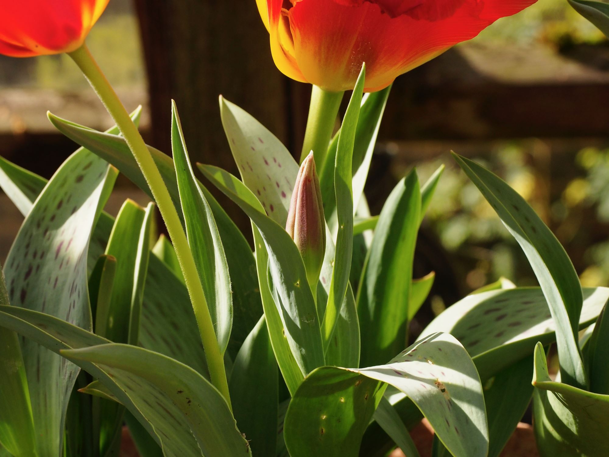 Image of Tulipa greigii