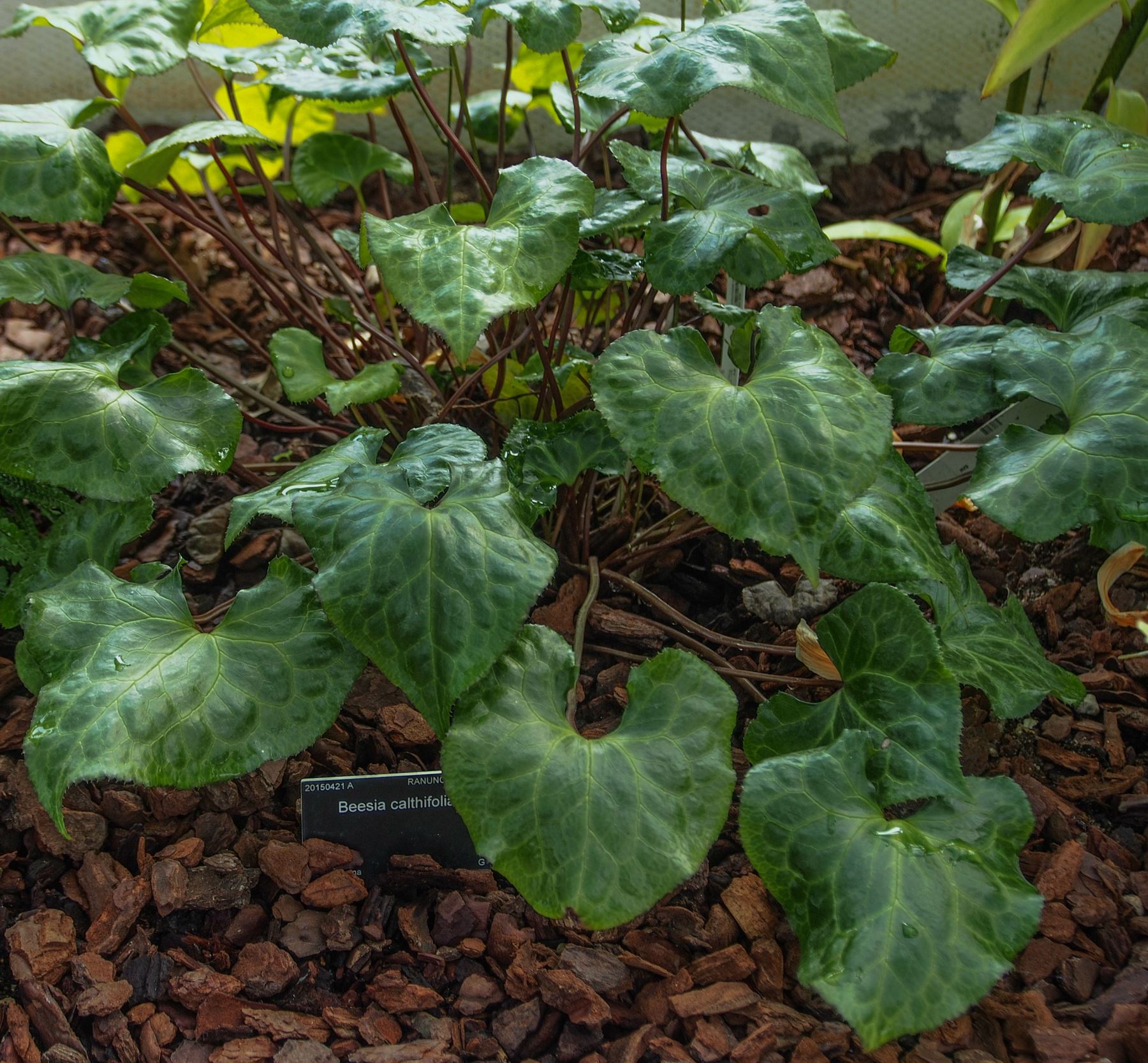 Image of Beesia calthifolia