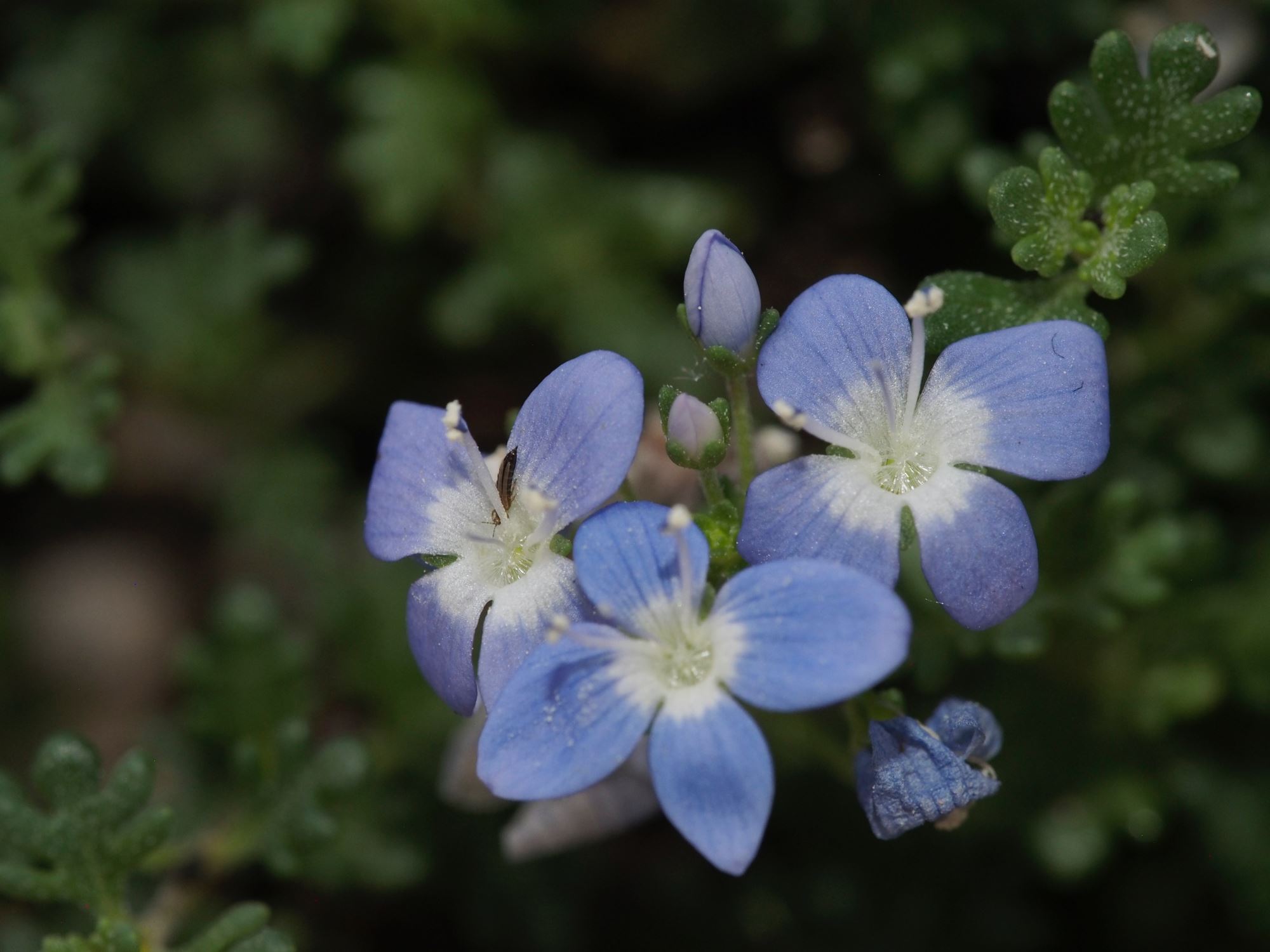 Image of Veronica oltensis
