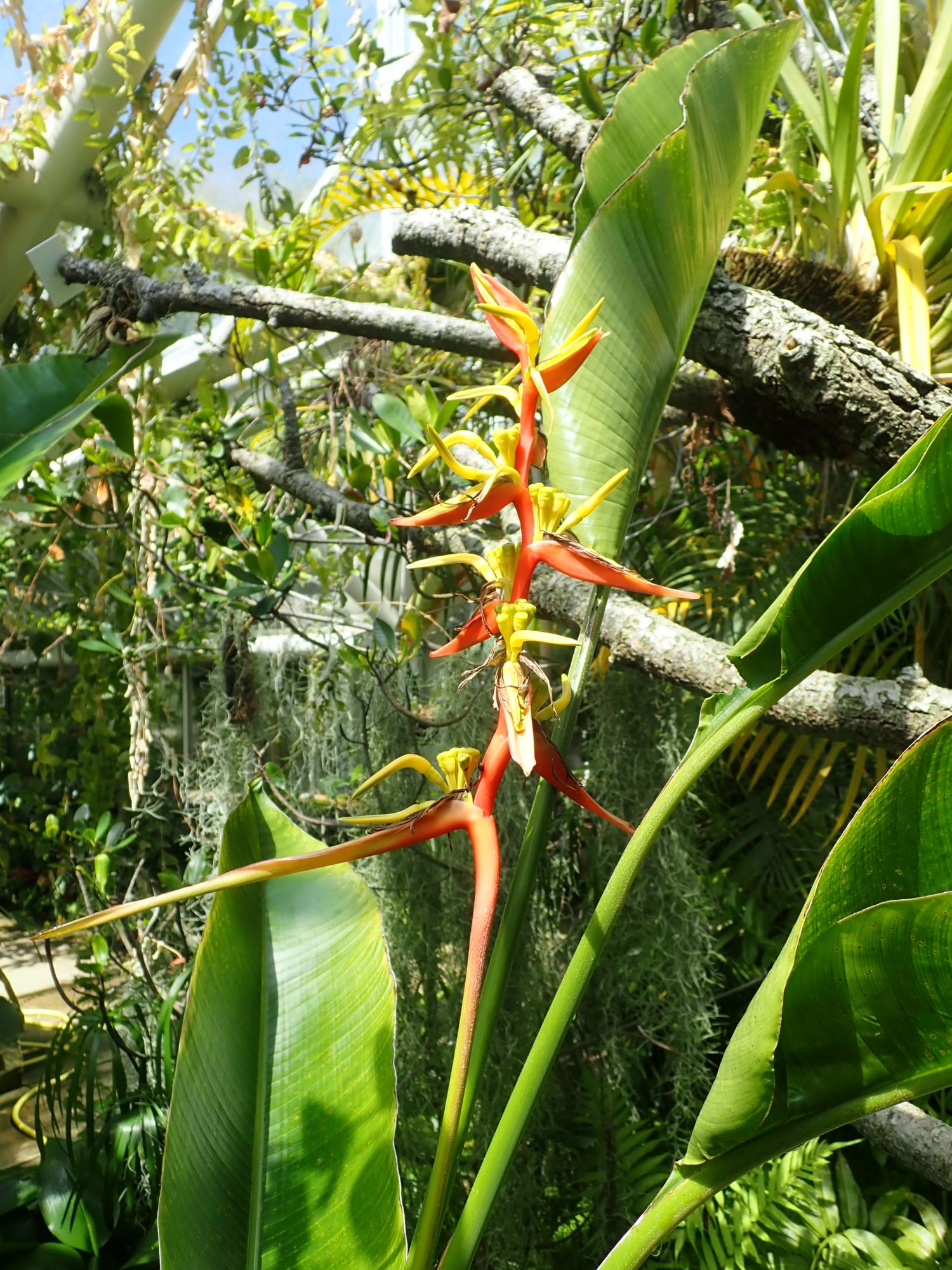 Image of Heliconia latispatha