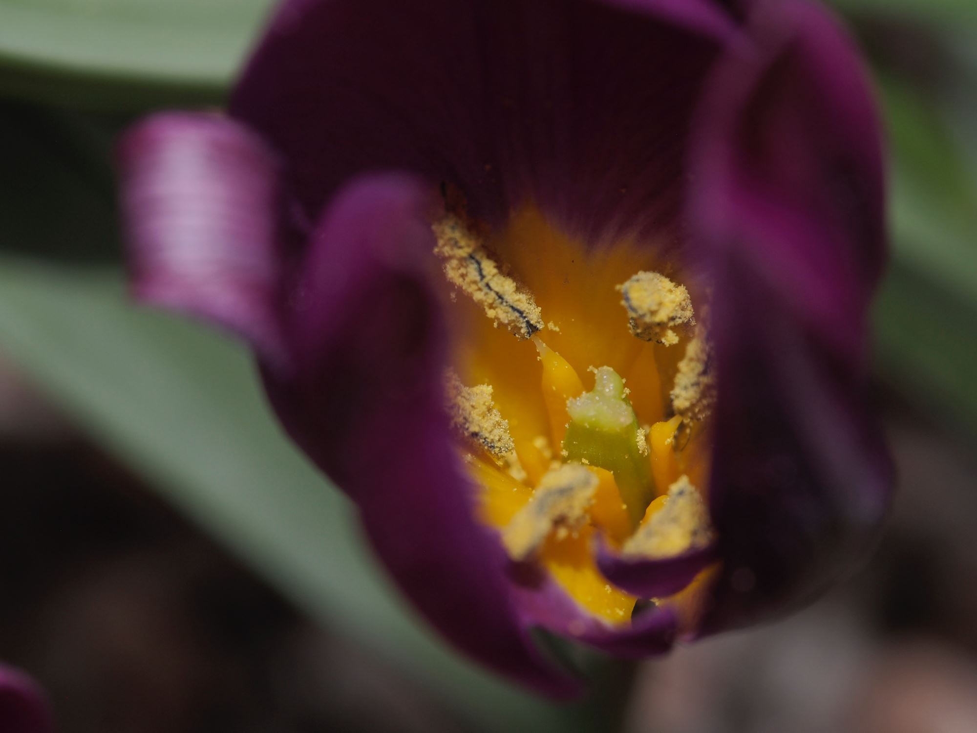 Image of Tulipa humilis Pulchella Group