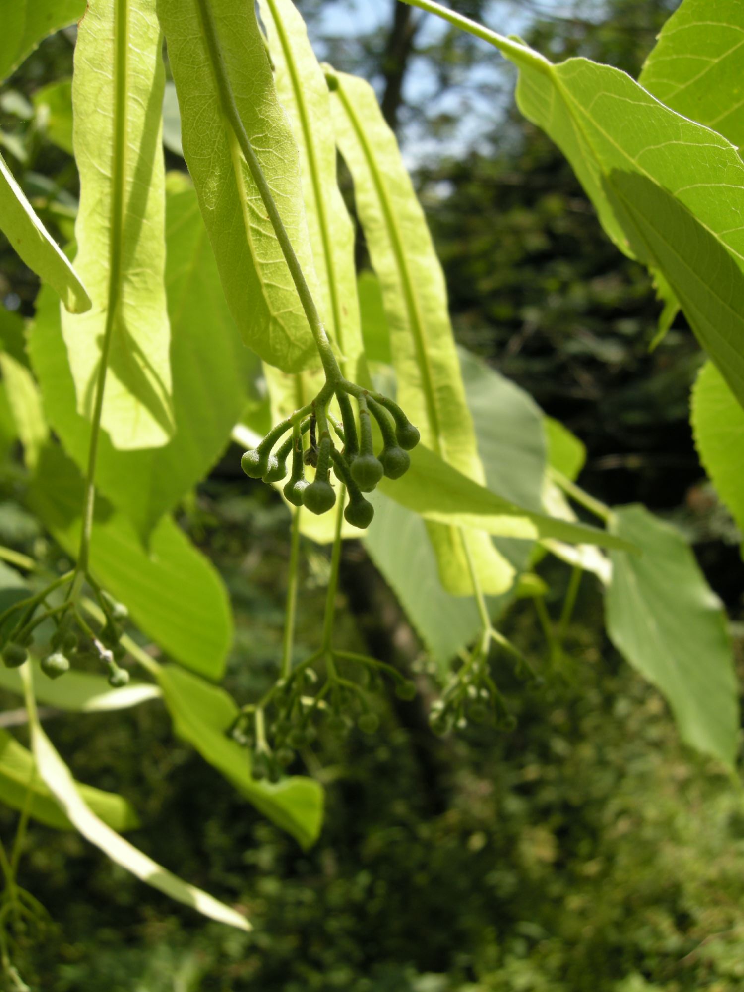 Image of Tilia tuan