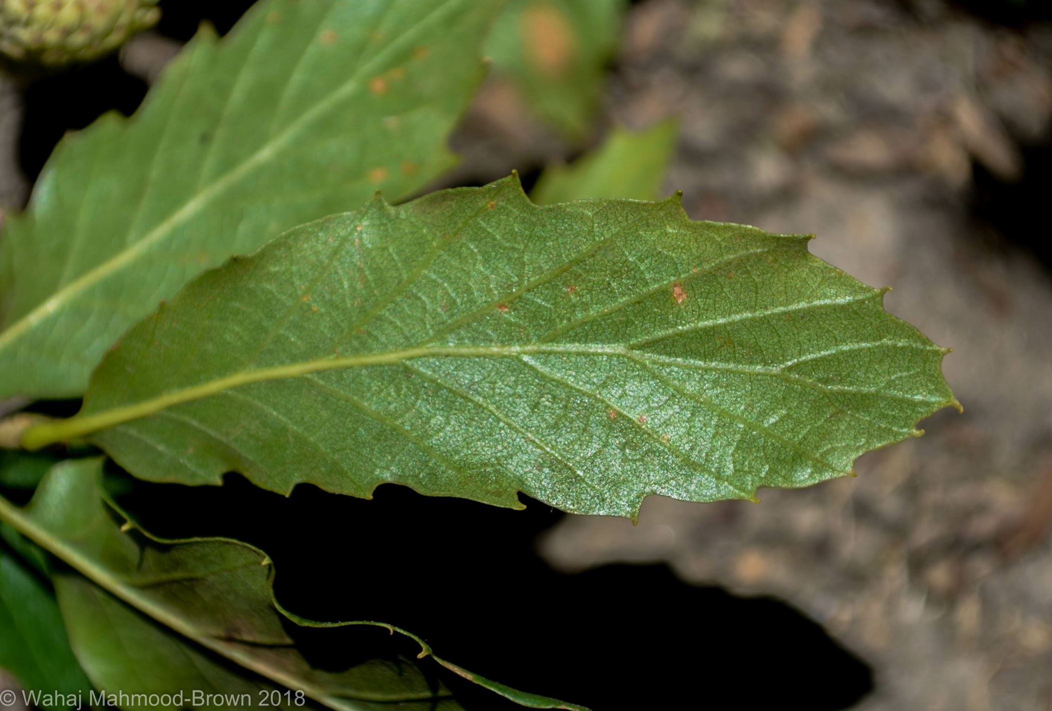 Image of Quercus trojana