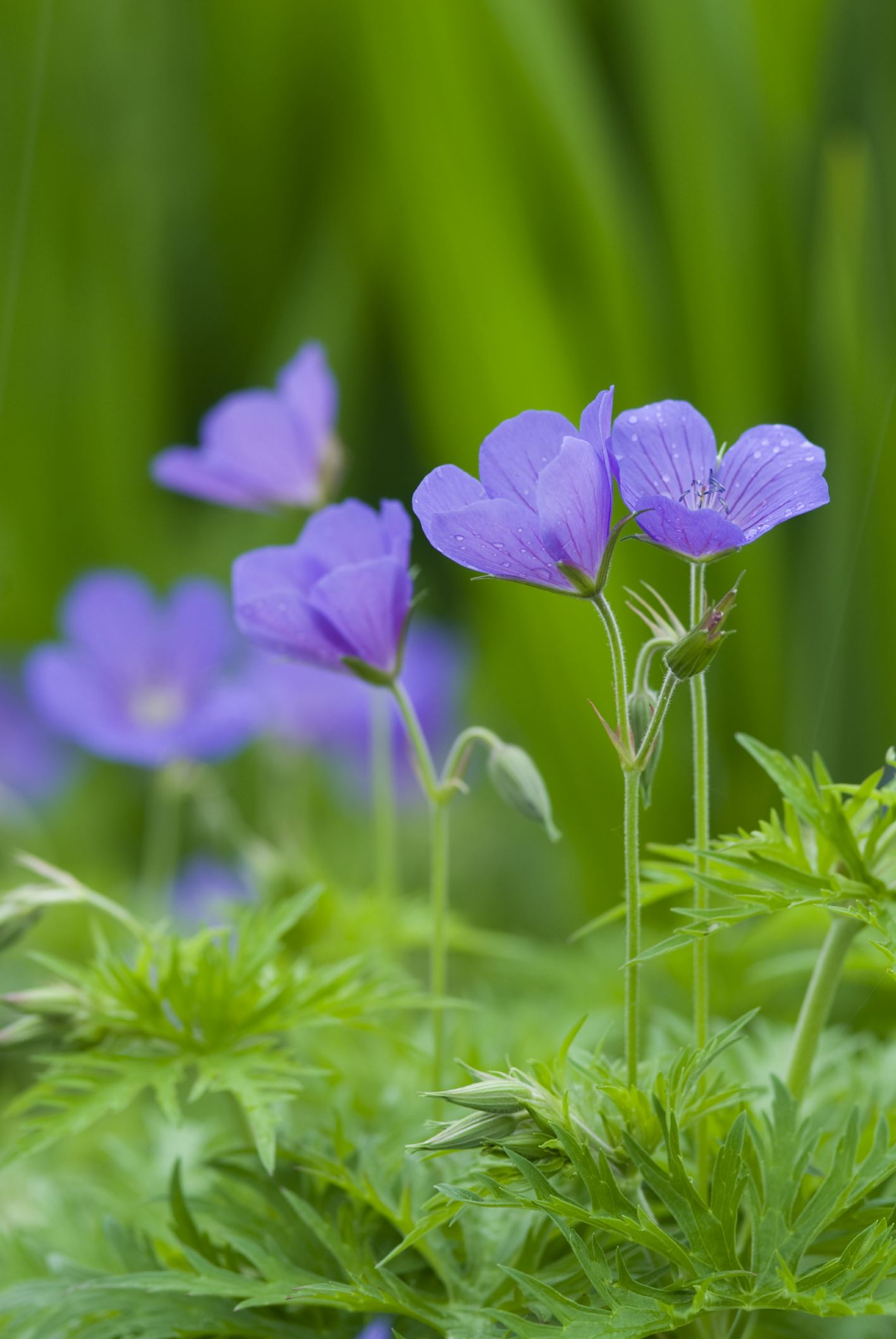 Image of Geranium 'Nimbus'