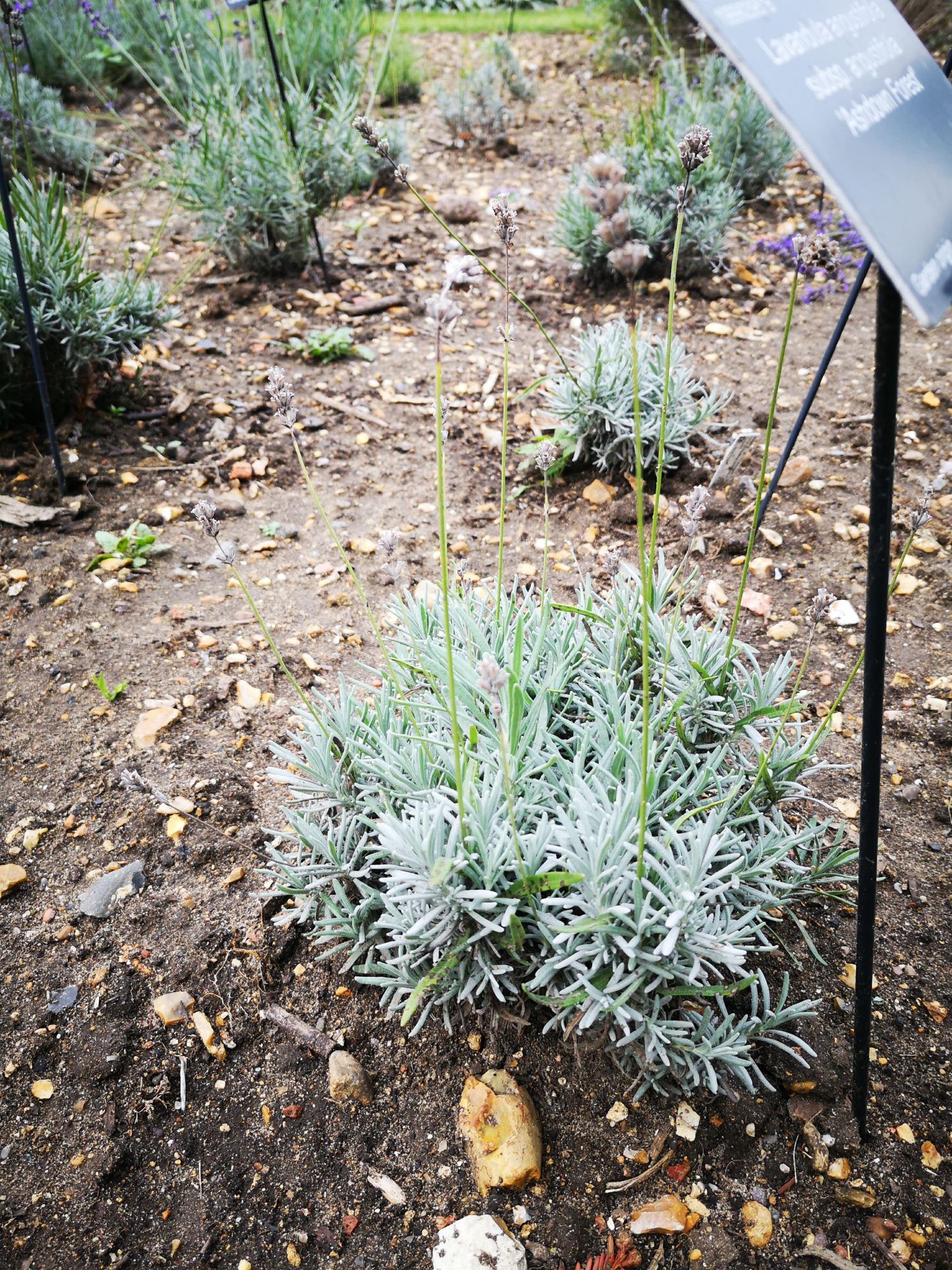 Image of Lavandula angustifolia subsp. angustifolia 'Ashdown Forest'
