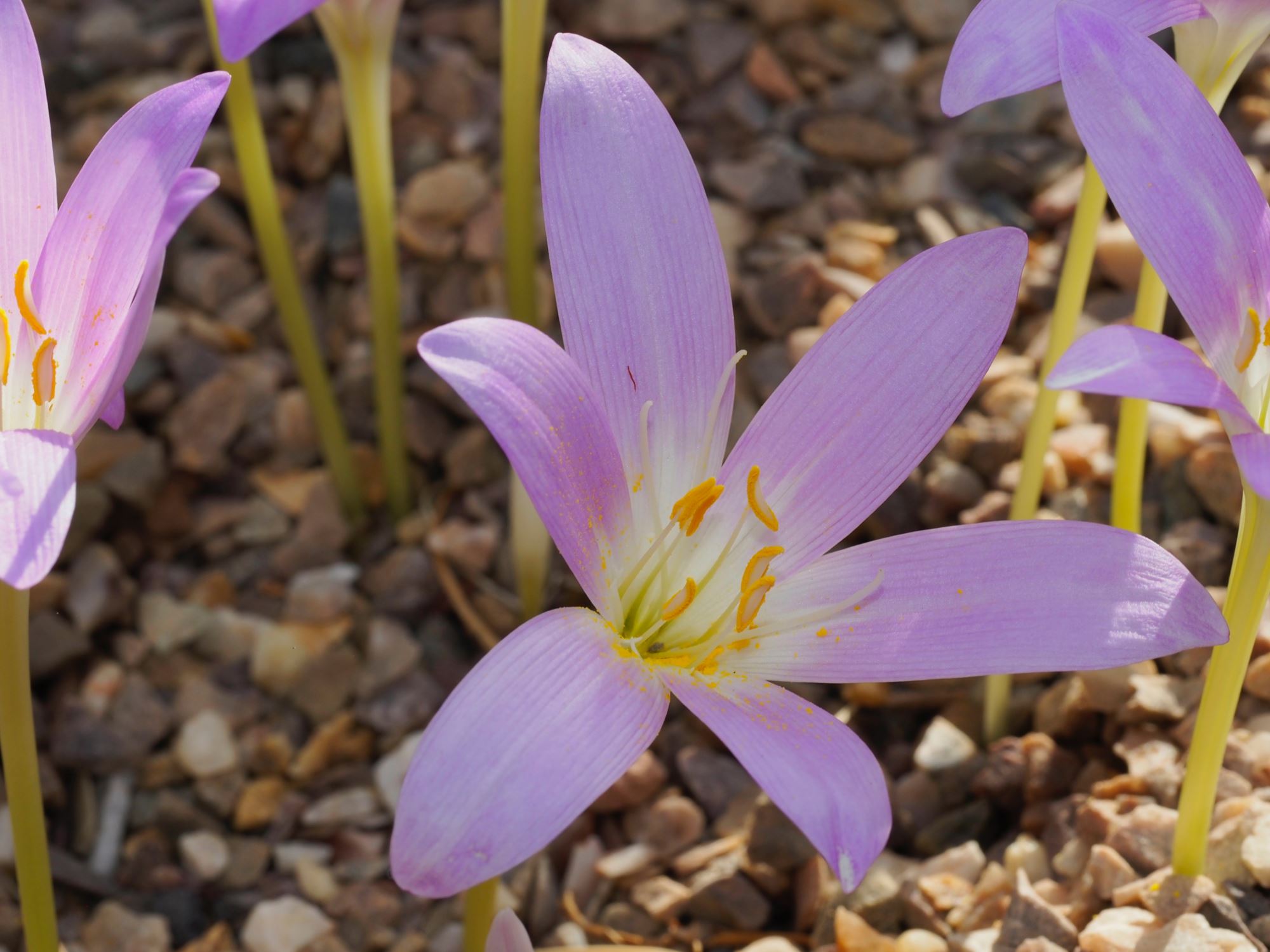 Image of Colchicum boissieri