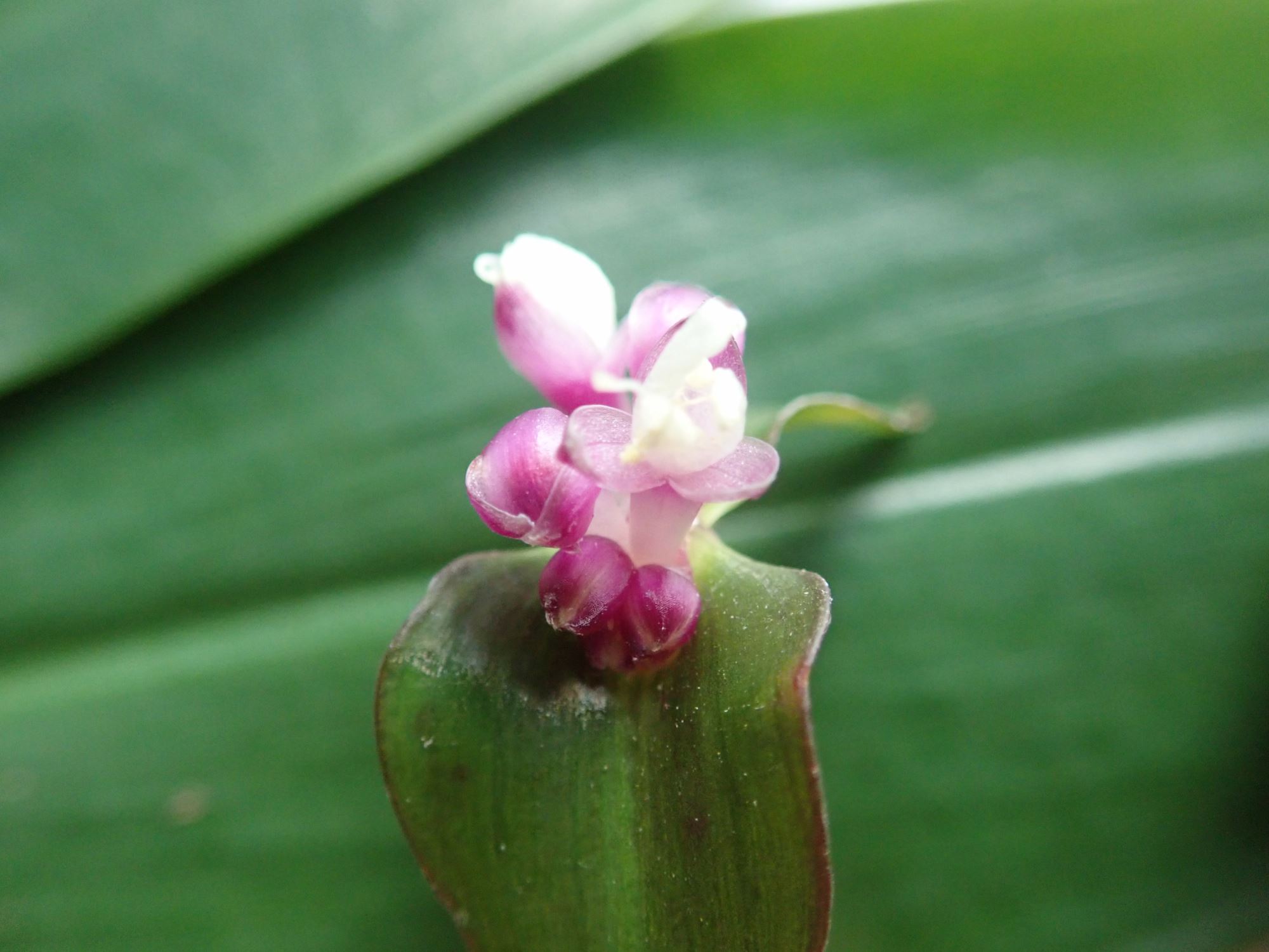 Image of Tradescantia zanonia