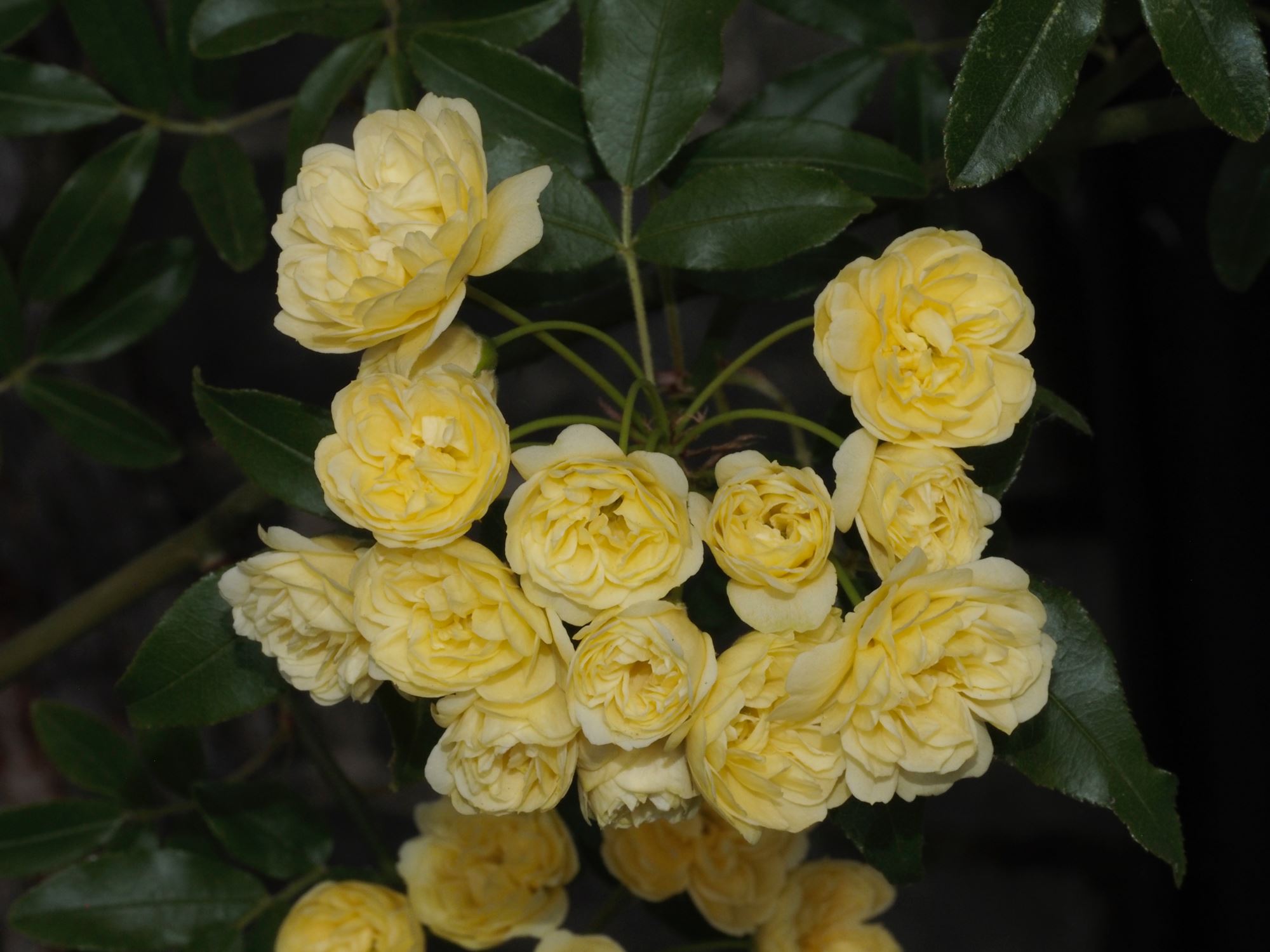 Image of Rosa banksiae 'Lutea'
