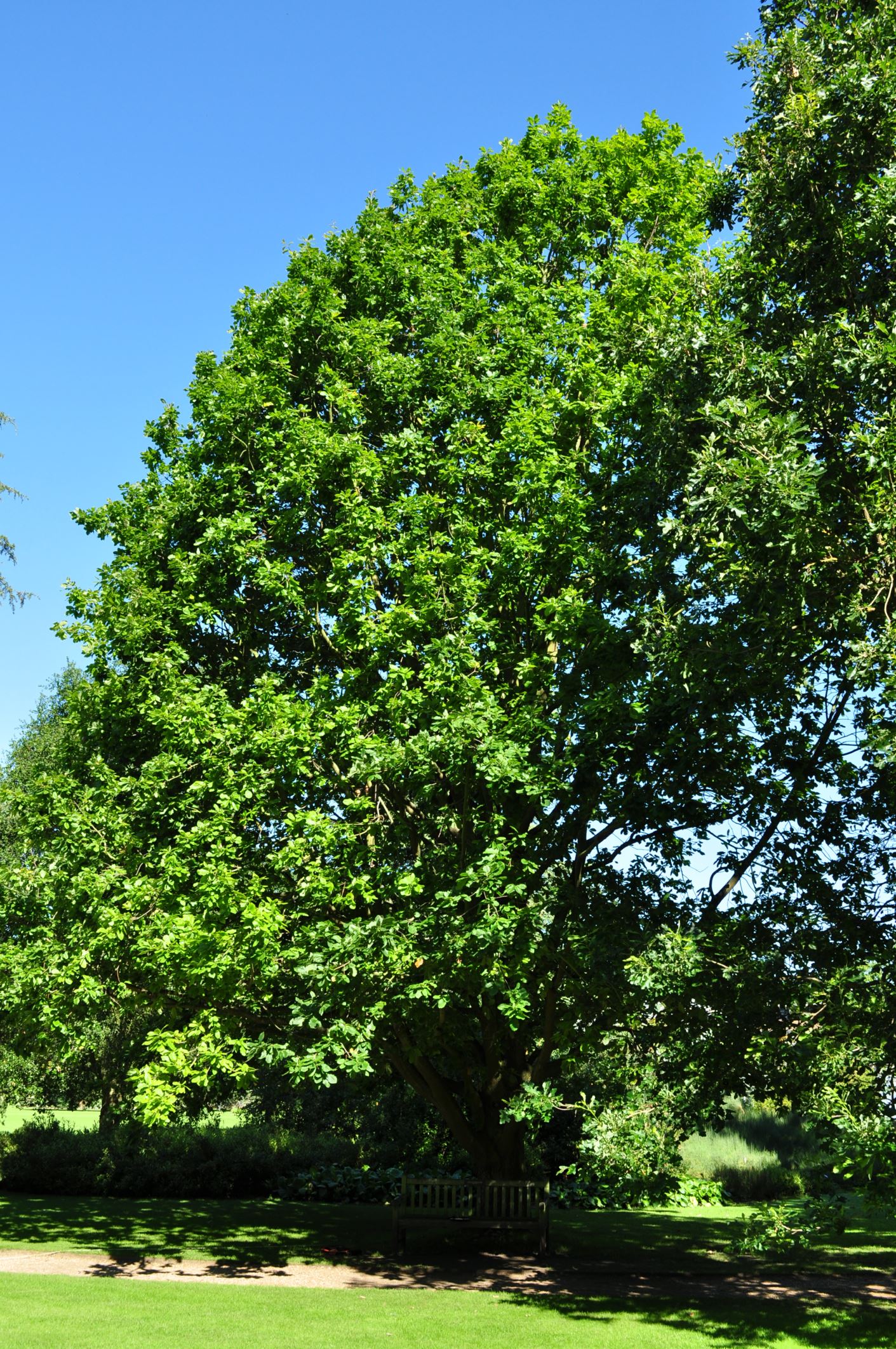 Image of Quercus canariensis