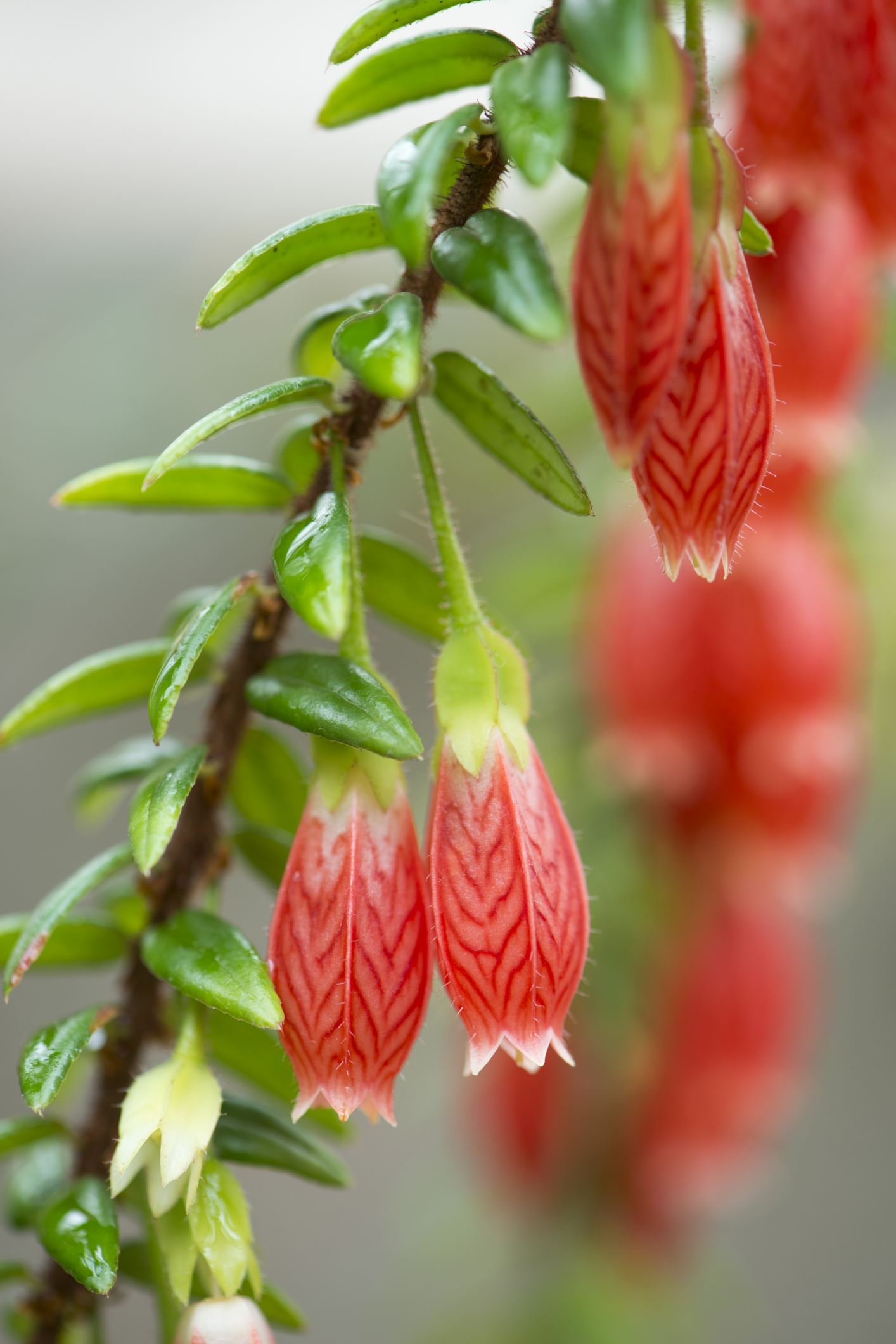 Image of Agapetes serpens