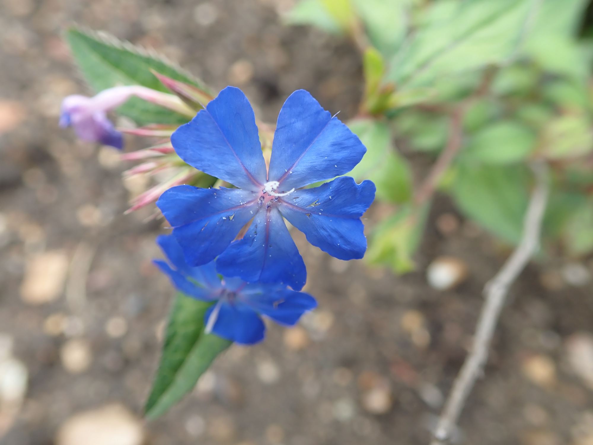 Image of Ceratostigma willmottianum