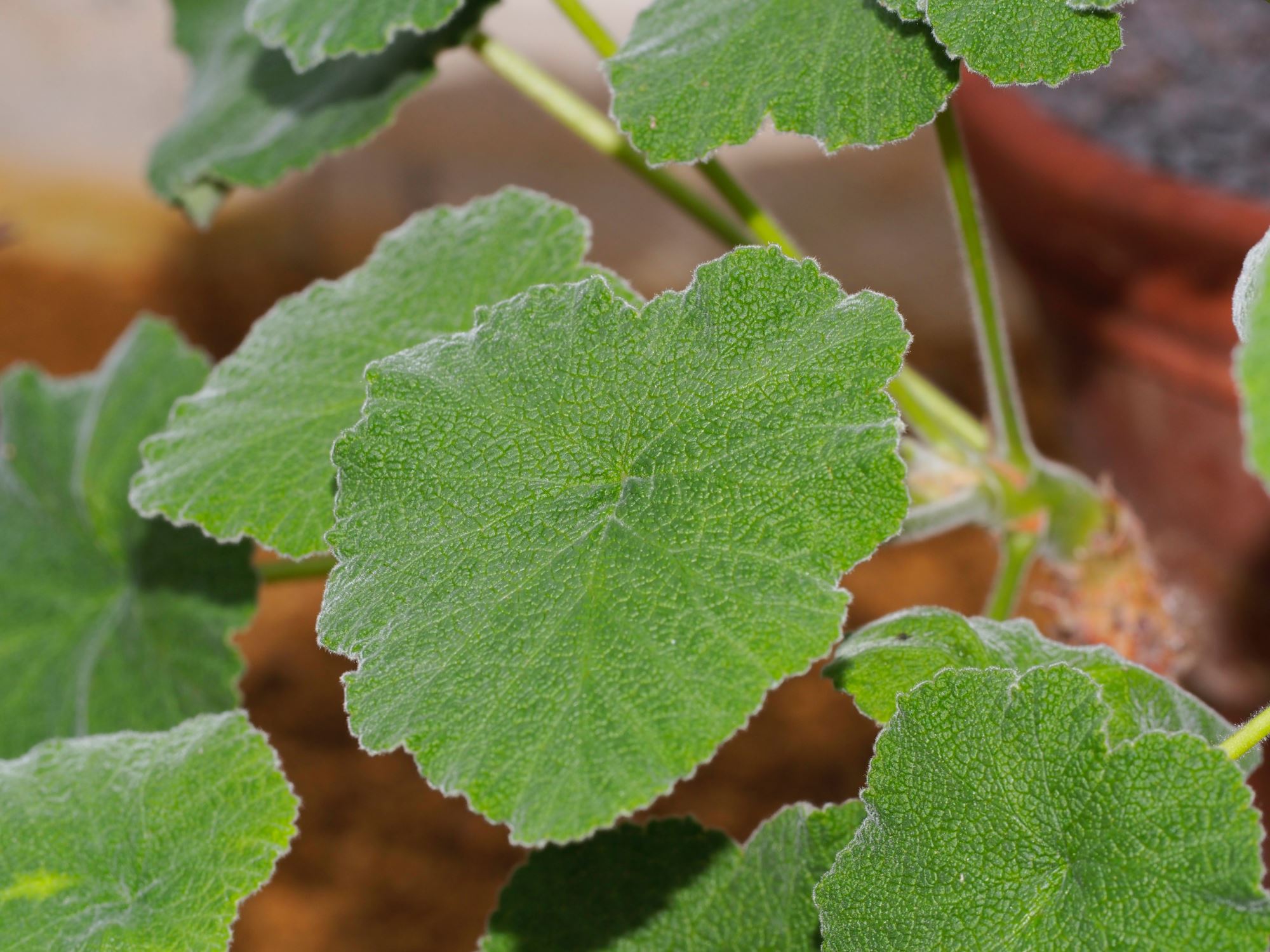 Image of Pelargonium cotyledonis 'Ventnor'