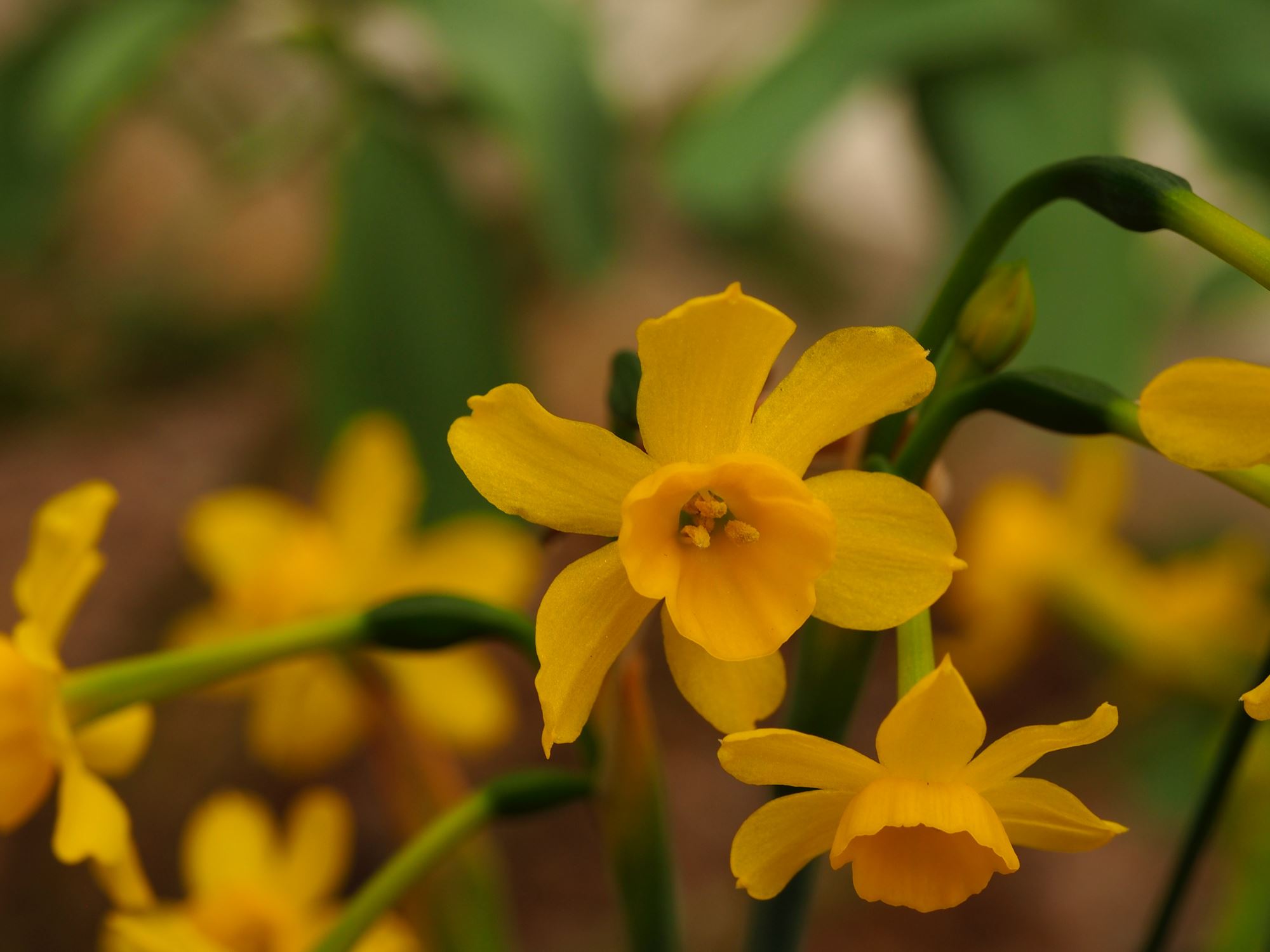 Image of Narcissus fernandesii