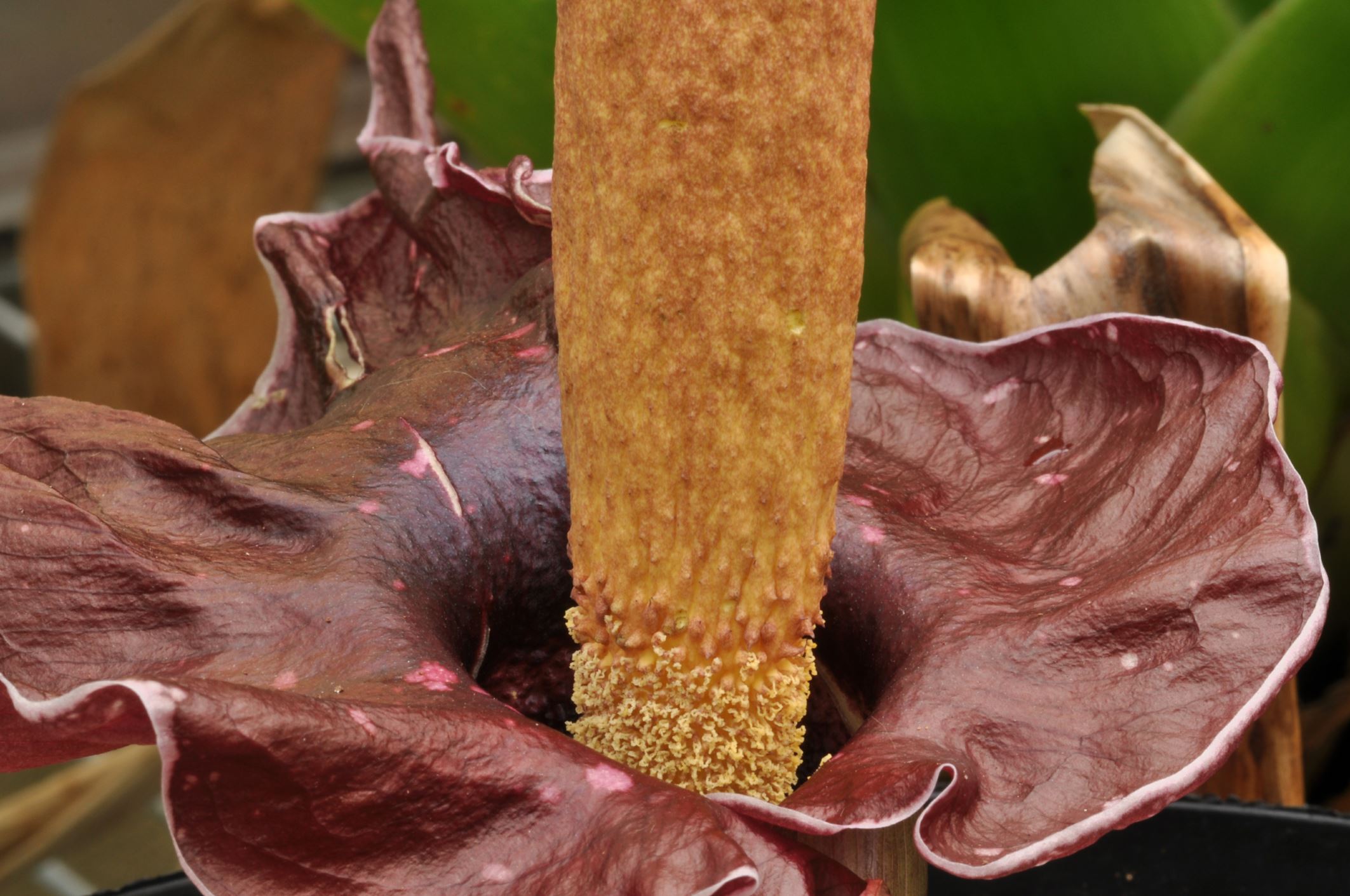 Image of Amorphophallus henryi