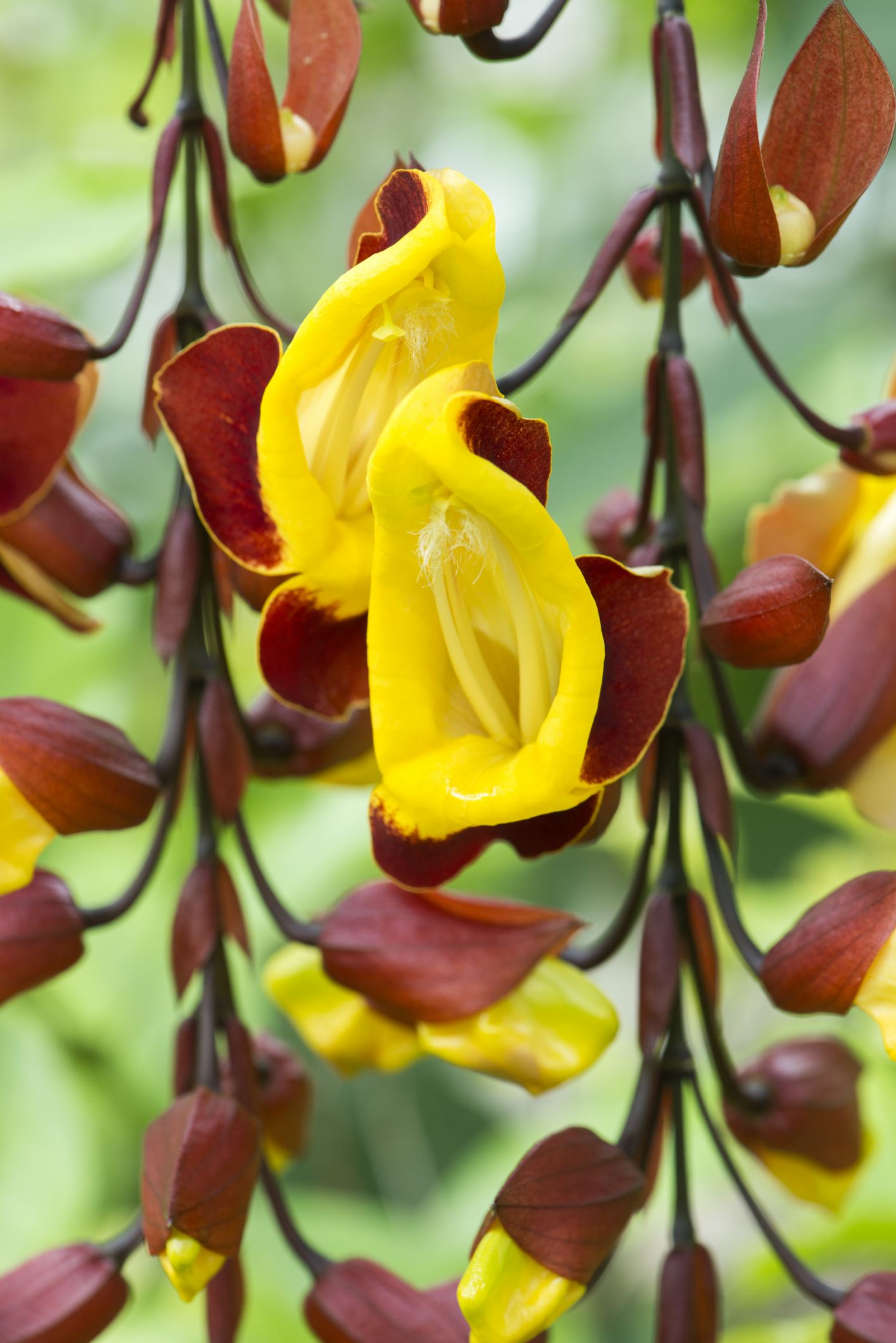 Image of Thunbergia mysorensis