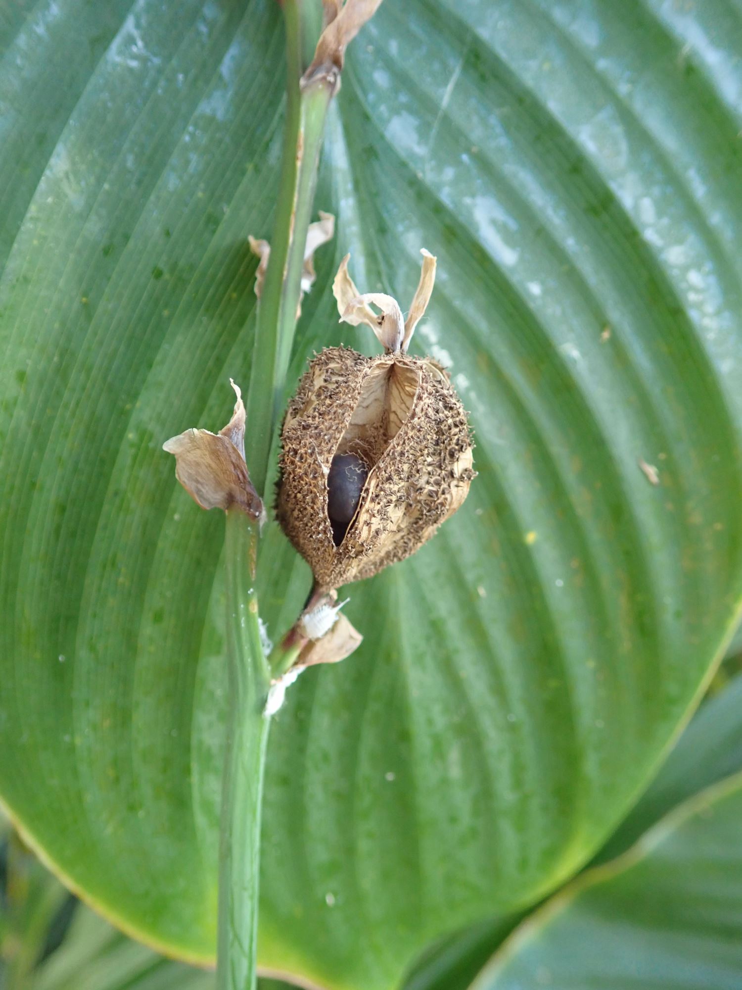 Image of Canna indica