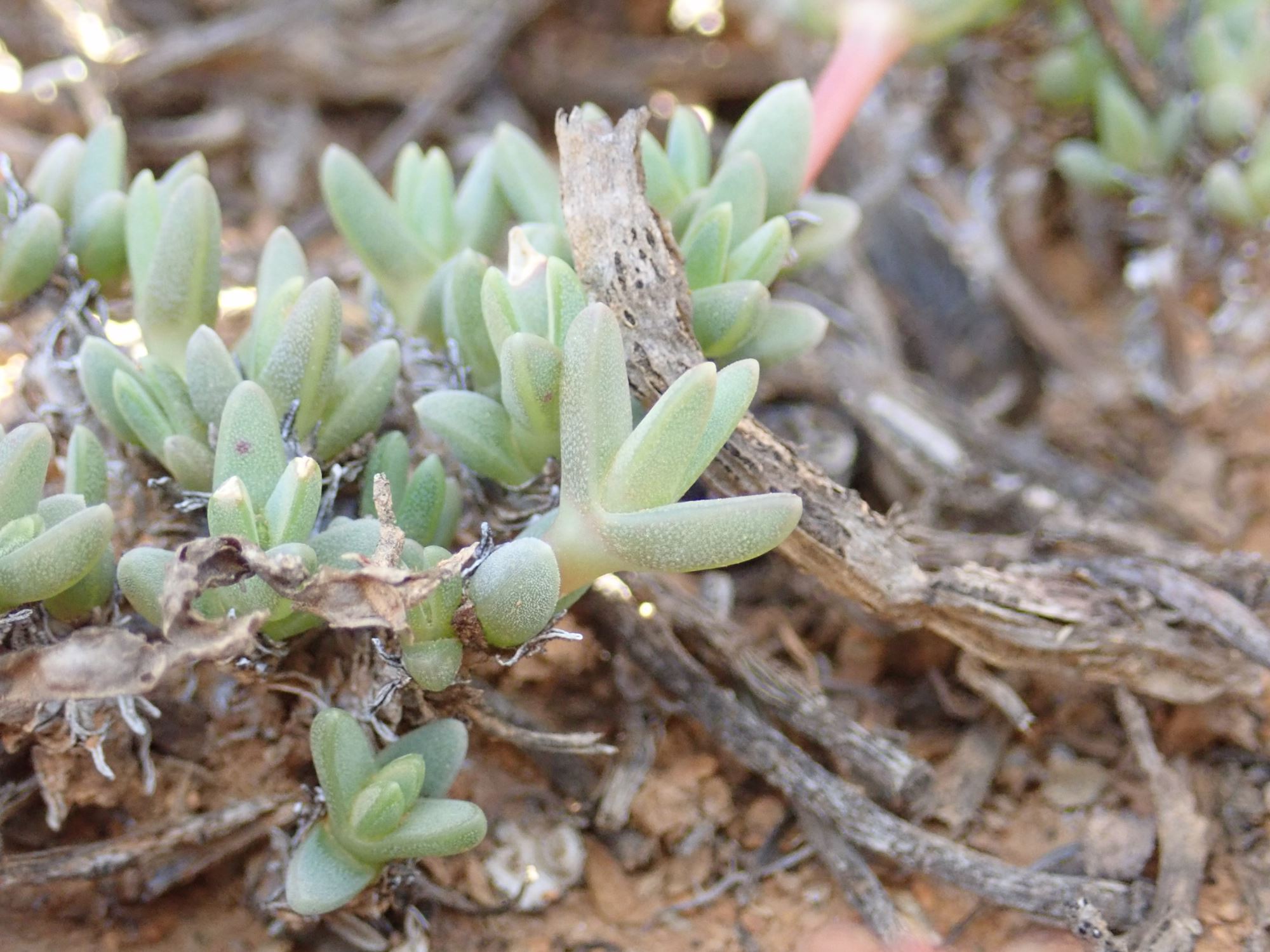 Image of Antimima sp.