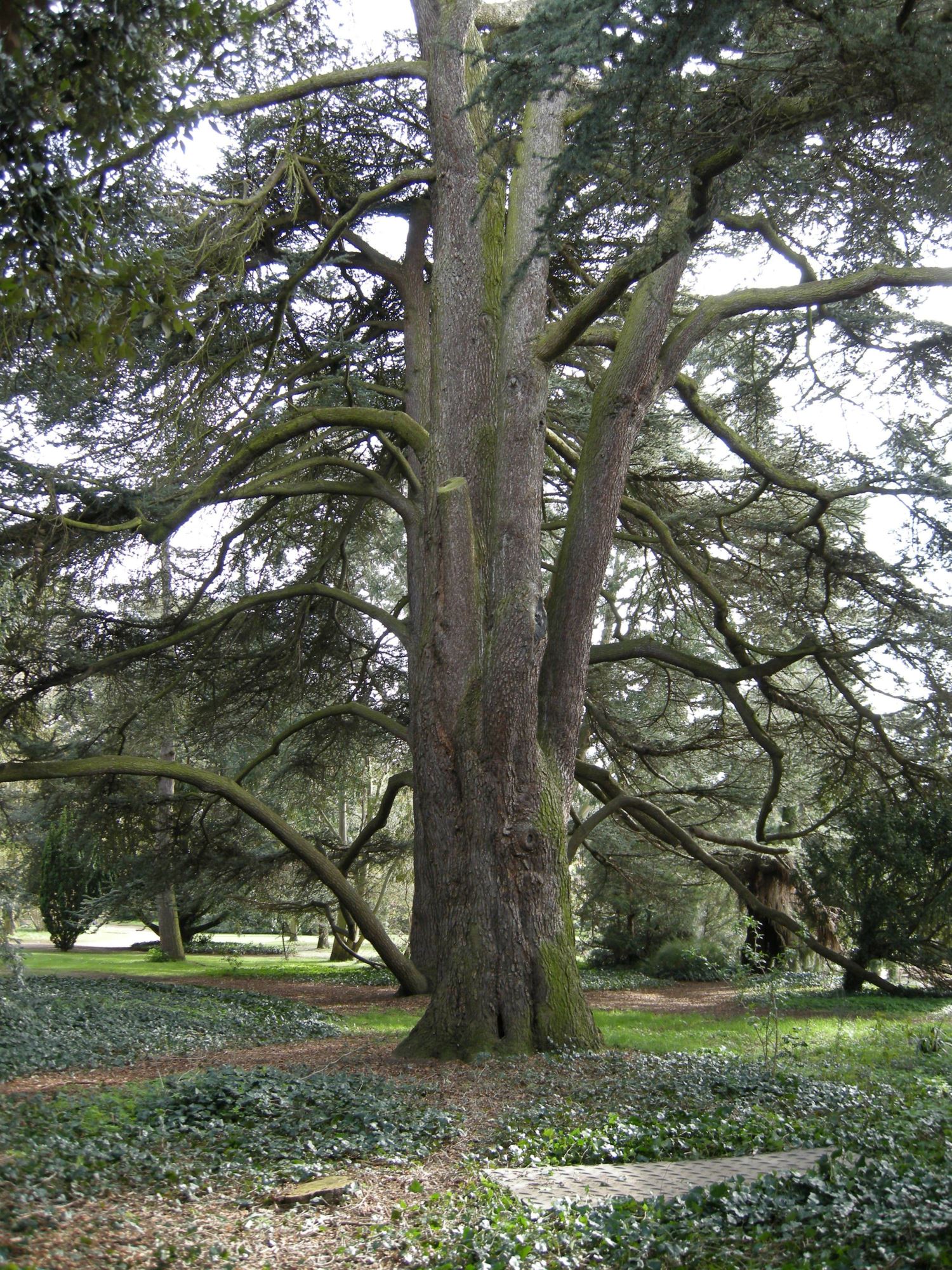 Image of Cedrus libani