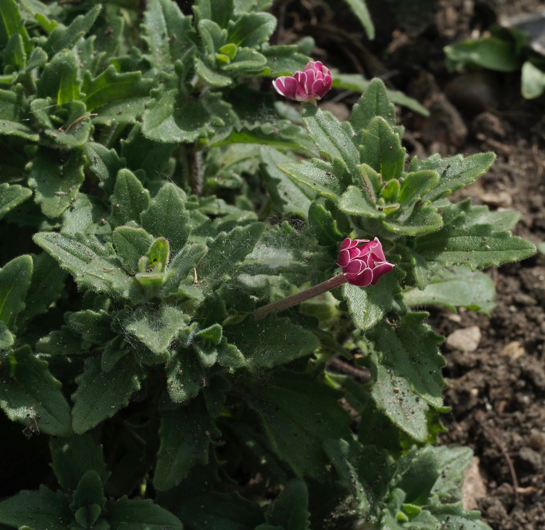 Image of Zaluzianskya ovata