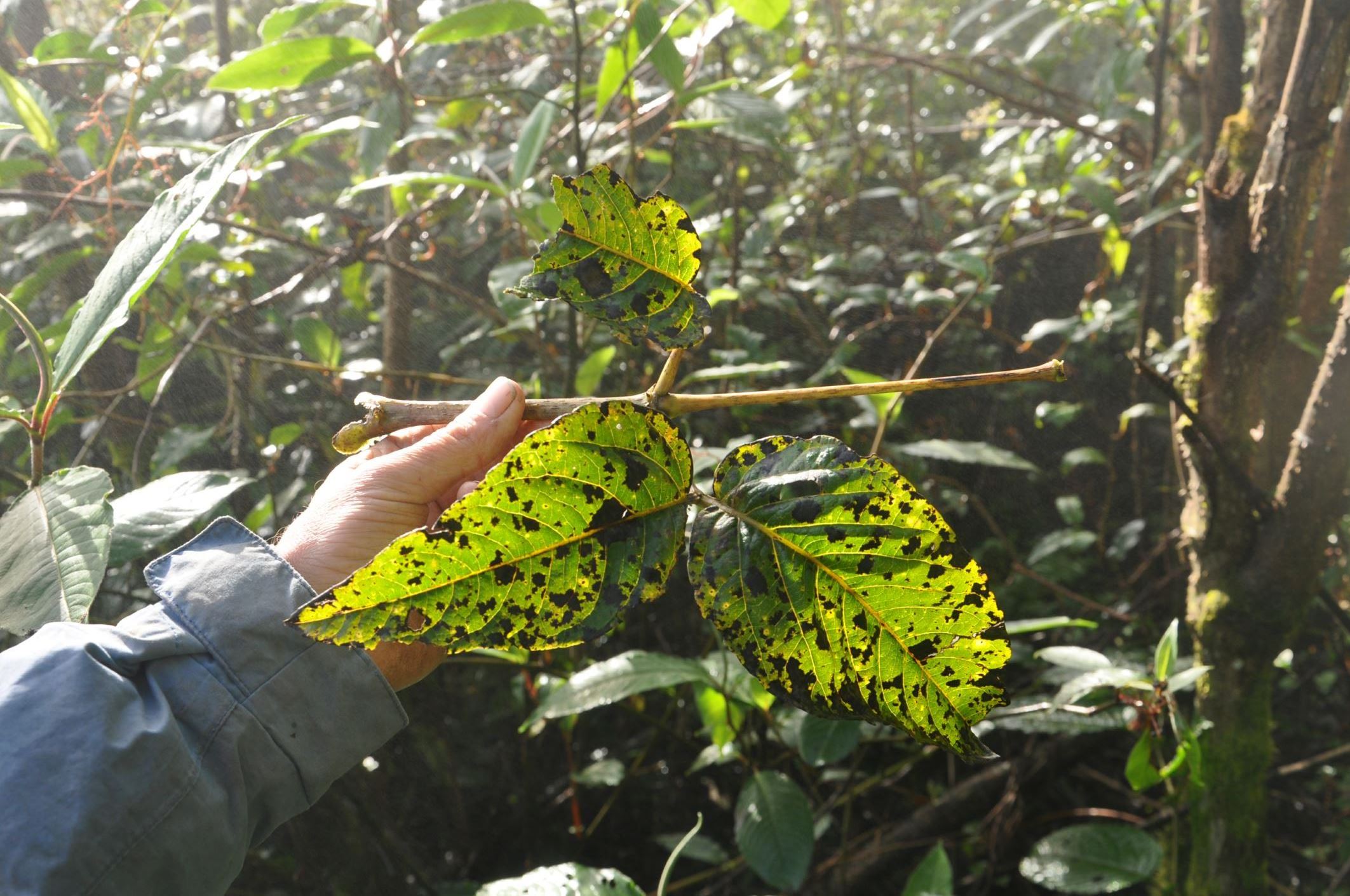 Image of Aralia armata