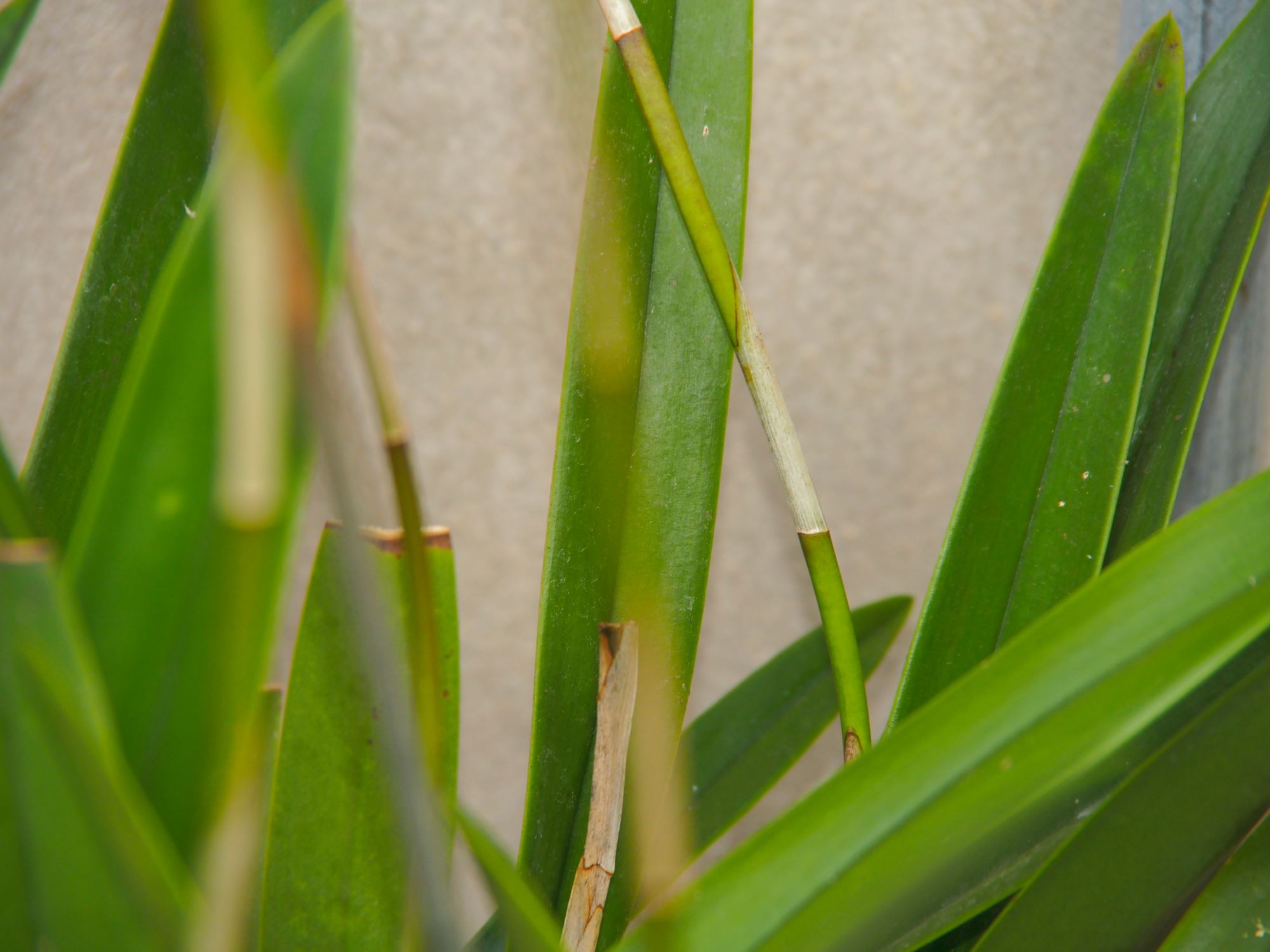 Image of Laelia autumnalis