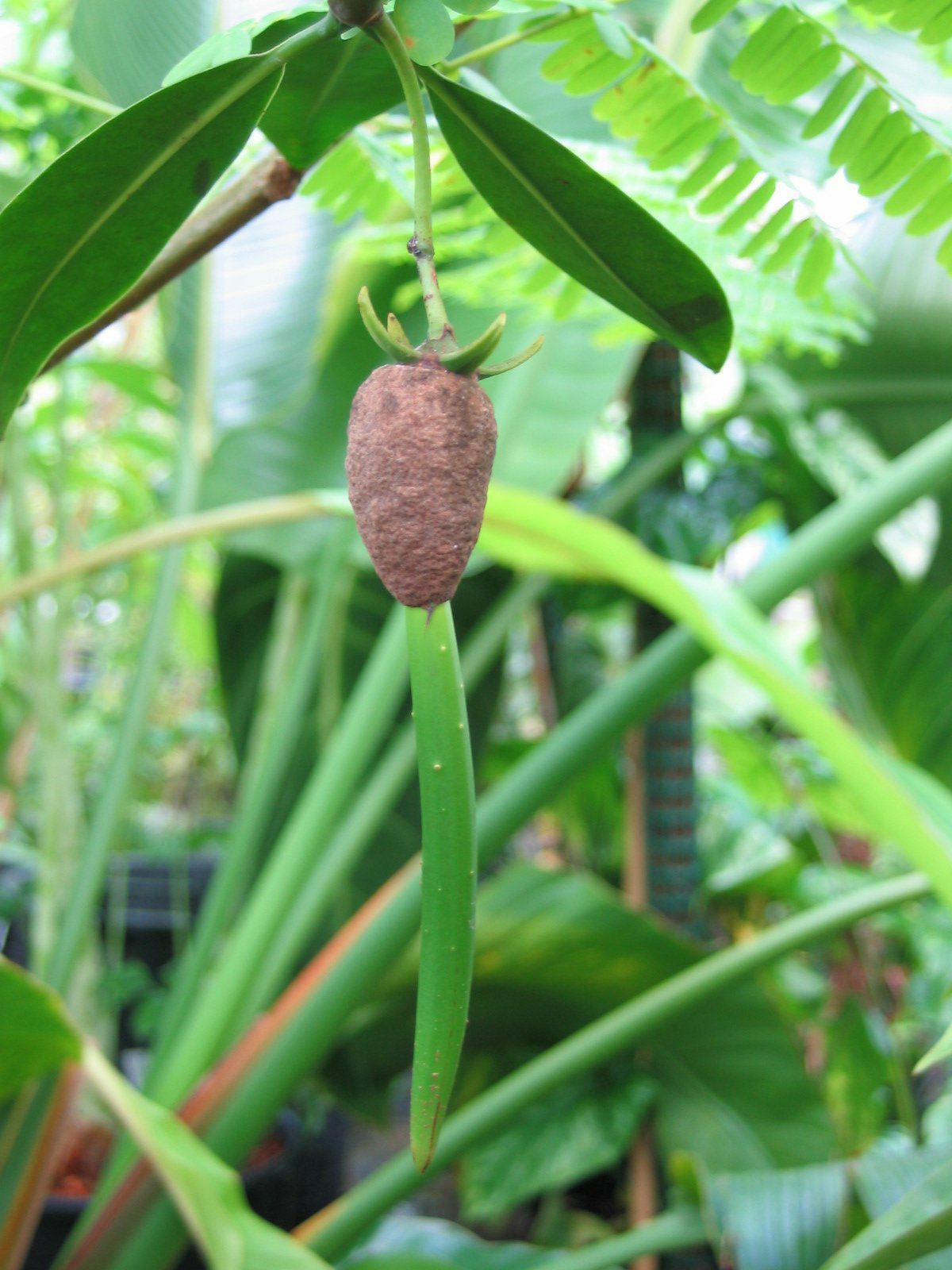 Image of Rhizophora mangle