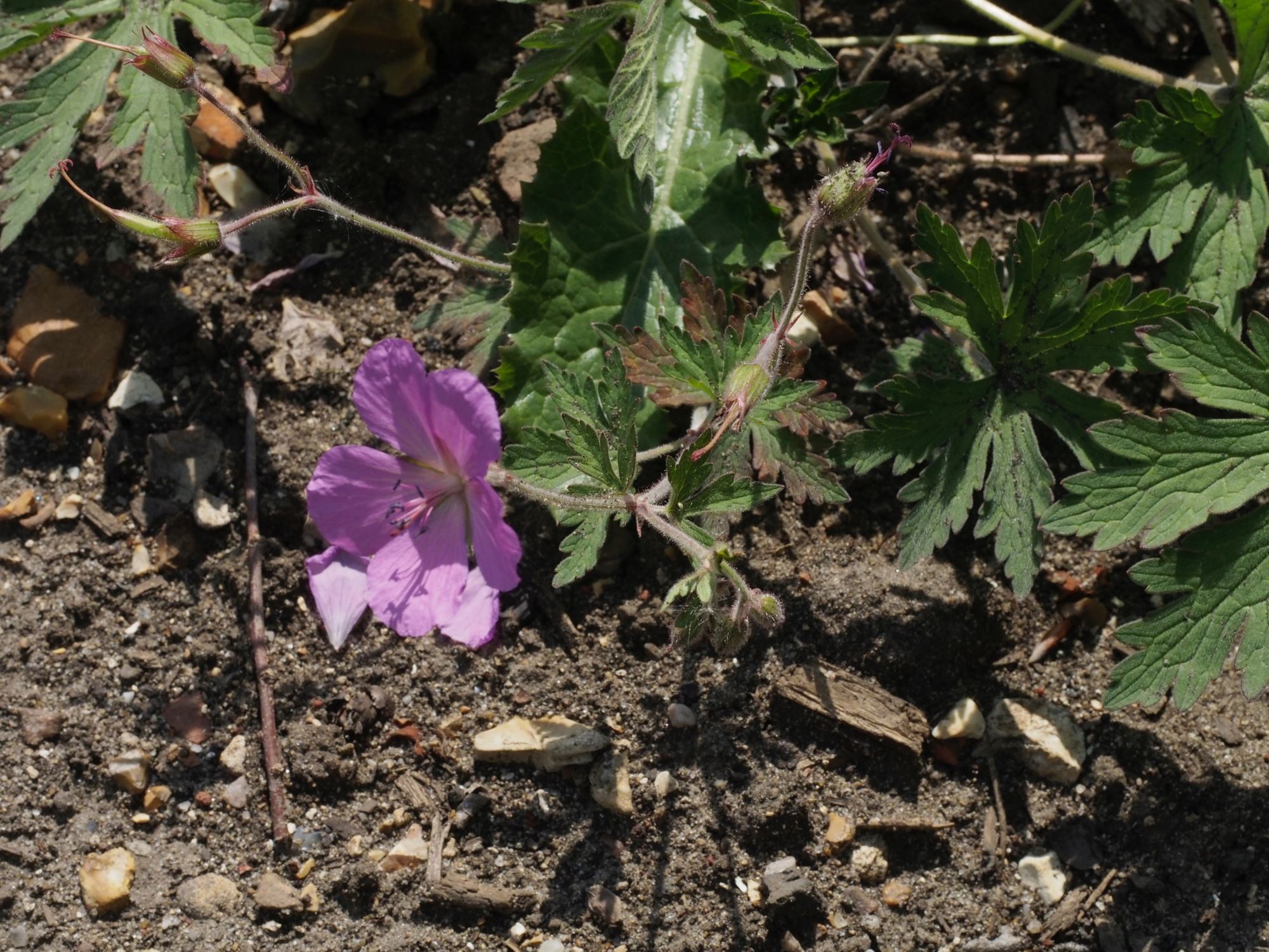 Image of Geranium pratense var. stewartianum 'Elizabeth Yeo'