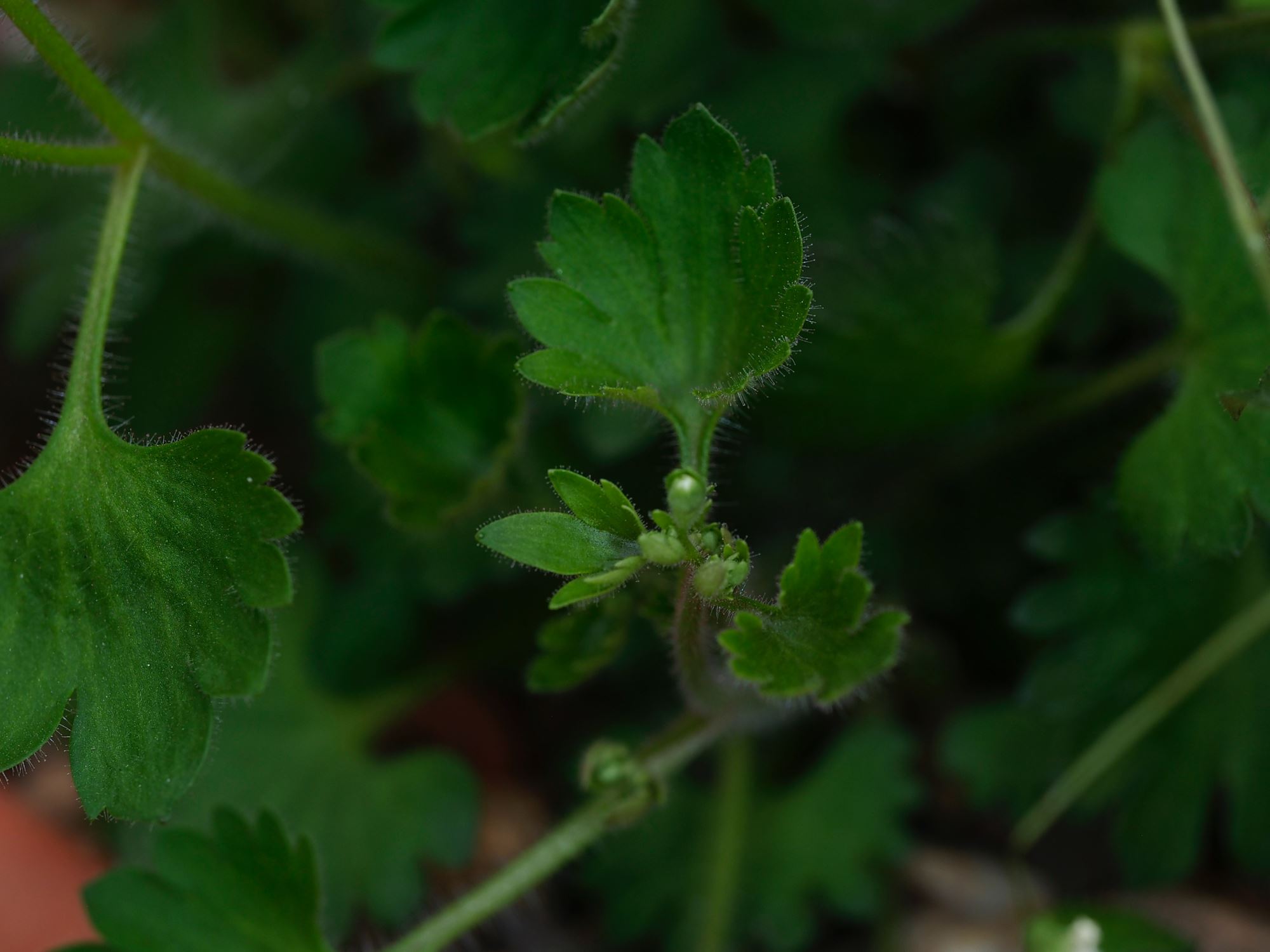 Image of Saxifraga berica