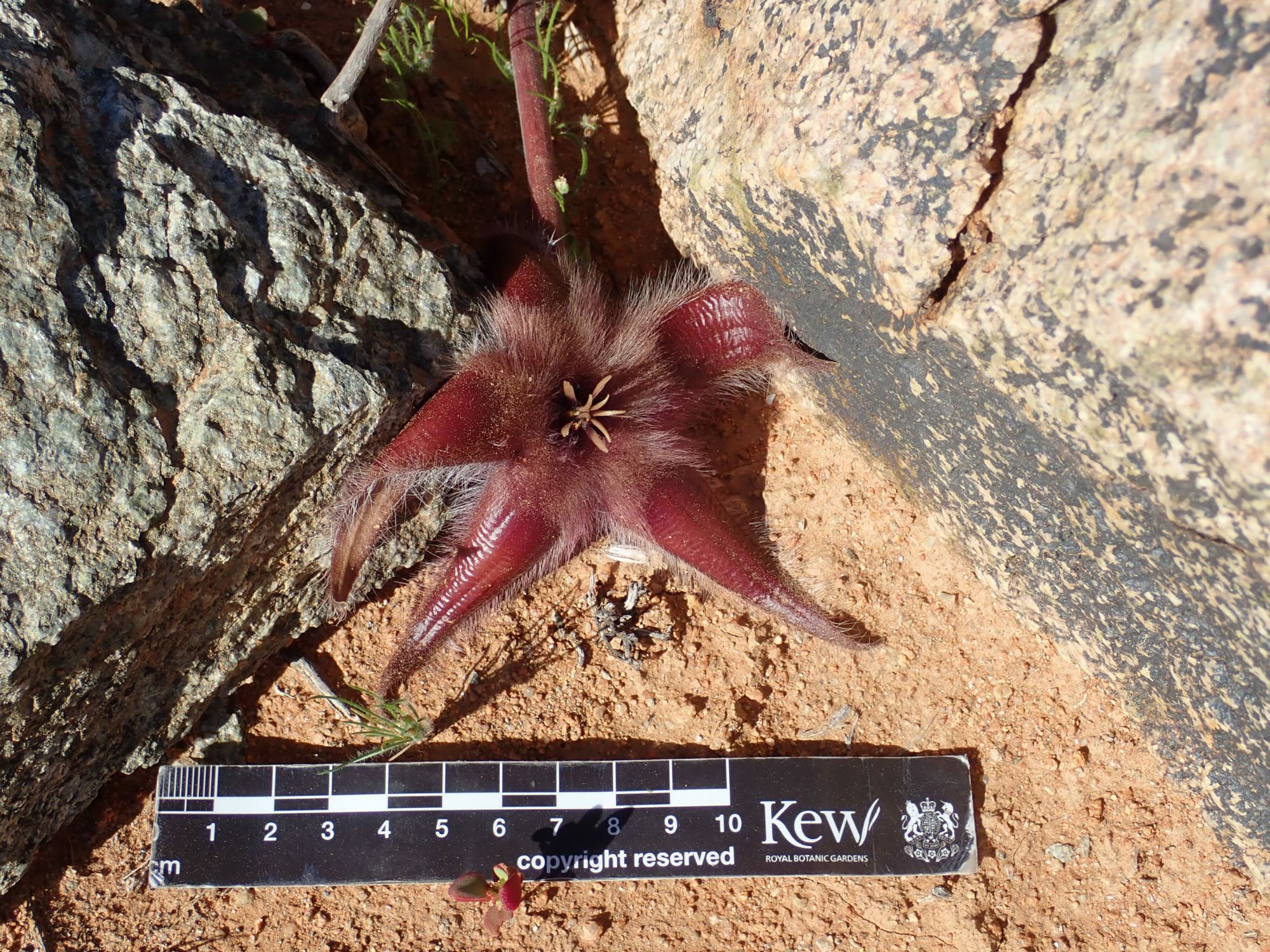 Image of Stapelia hirsuta var. gariepensis