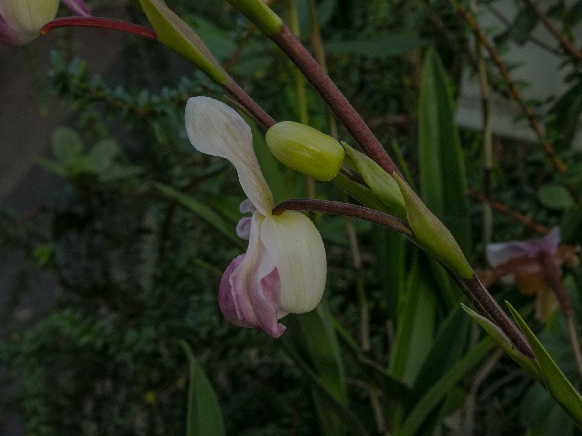 Image of Phragmipedium Ã— sedenii 'Lyoth Sprate'
