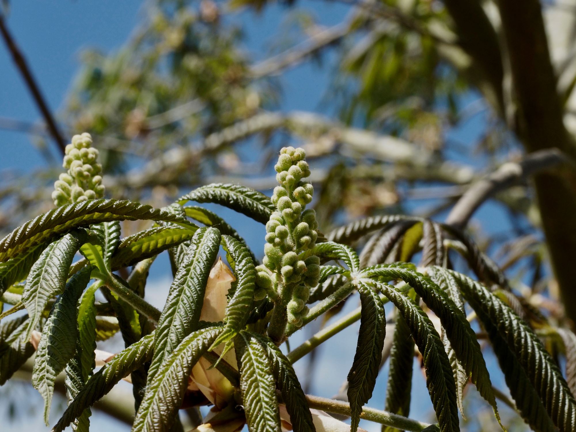 Image of Aesculus flava