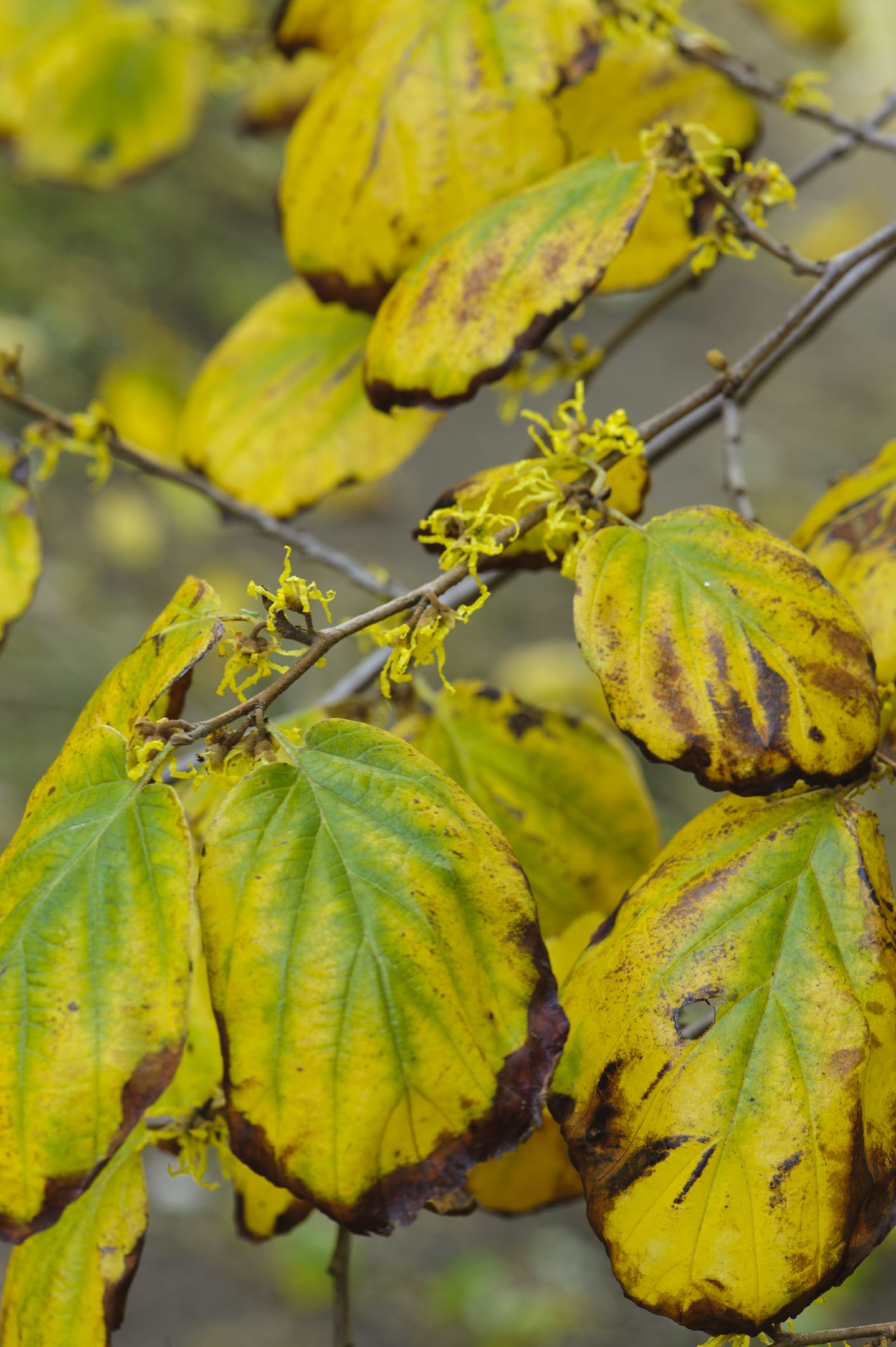 Image of Hamamelis virginiana