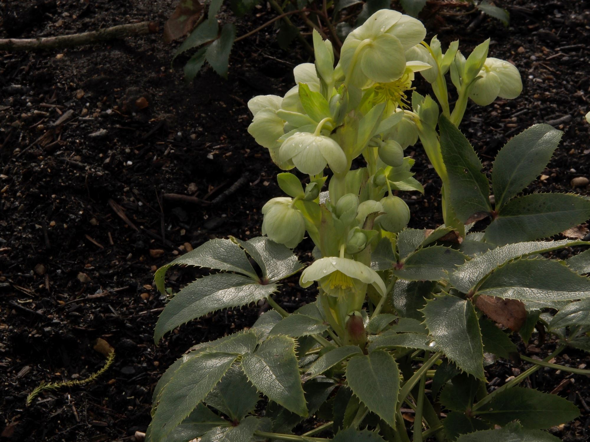 Image of Helleborus lividus subsp. corsicus